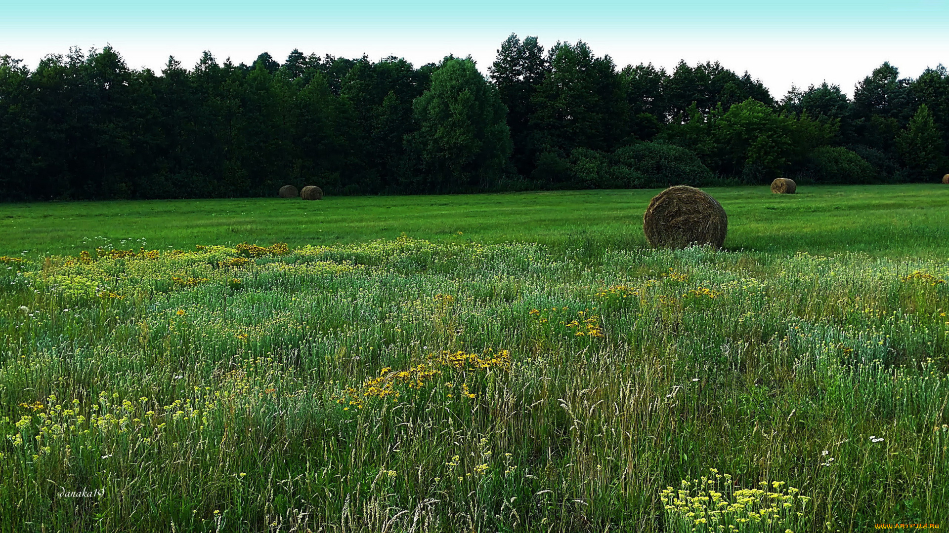 природа, луга, сено, лето, трава