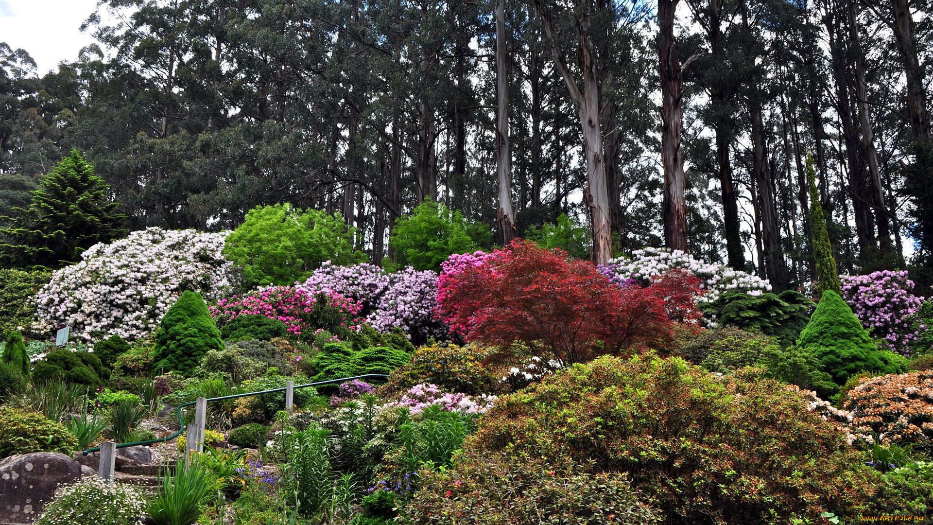 природа, парк, кусты, цветущие