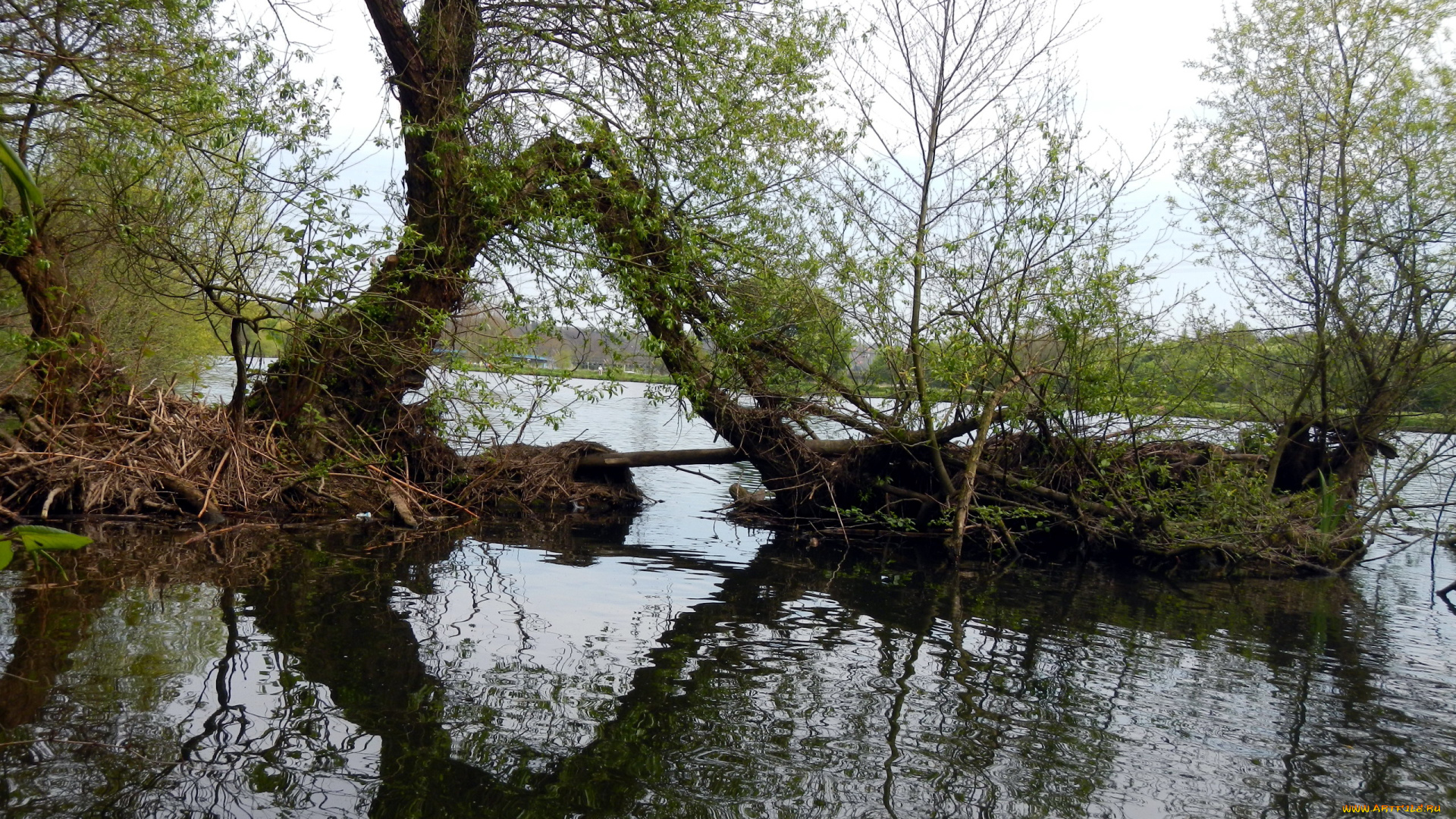 природа, реки, озера, вода, дерево