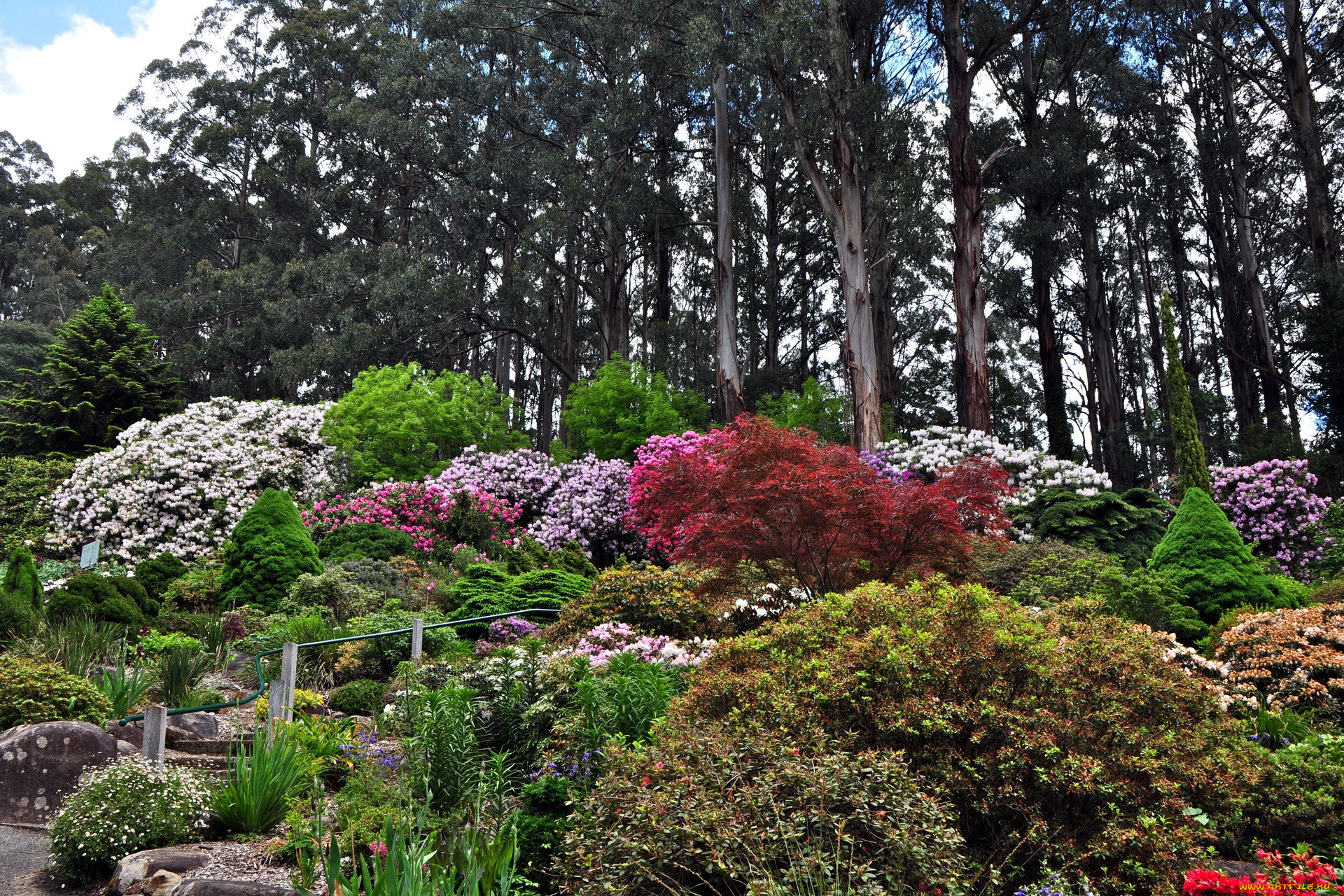 природа, парк, кусты, цветущие