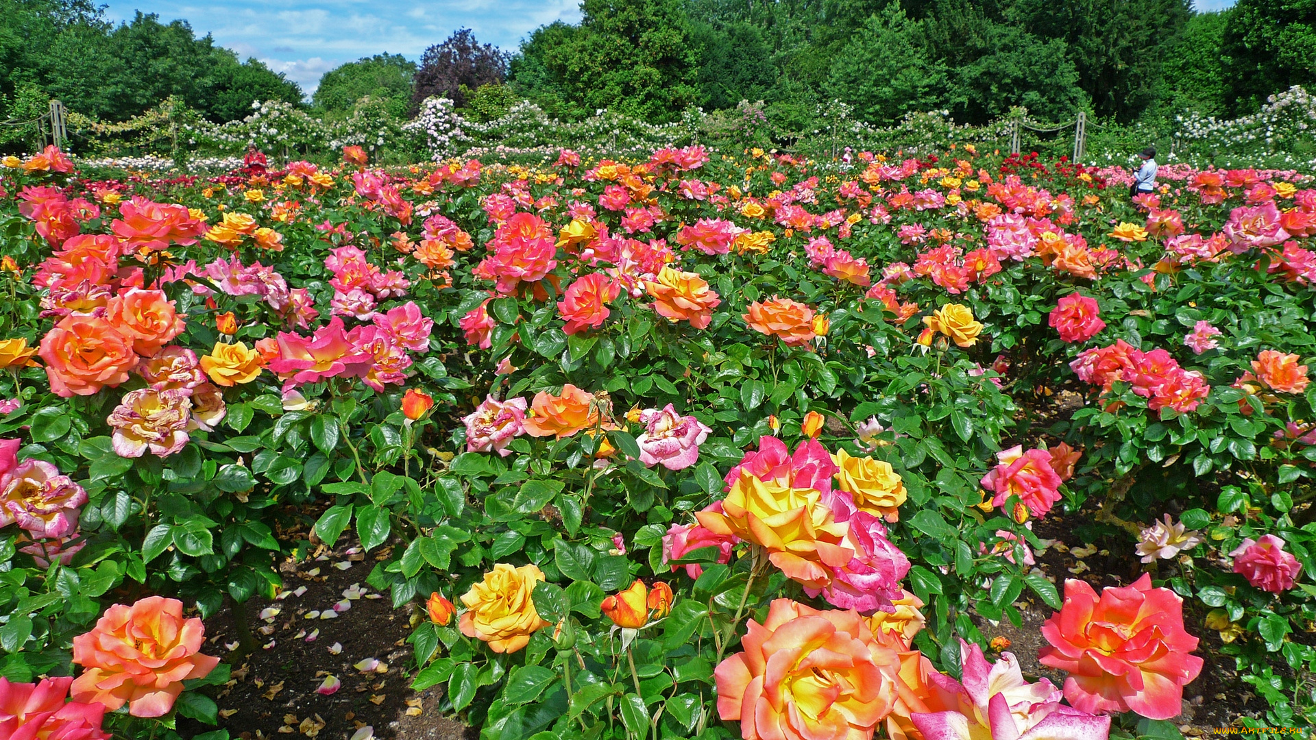 англия, цветы, розы, цветок