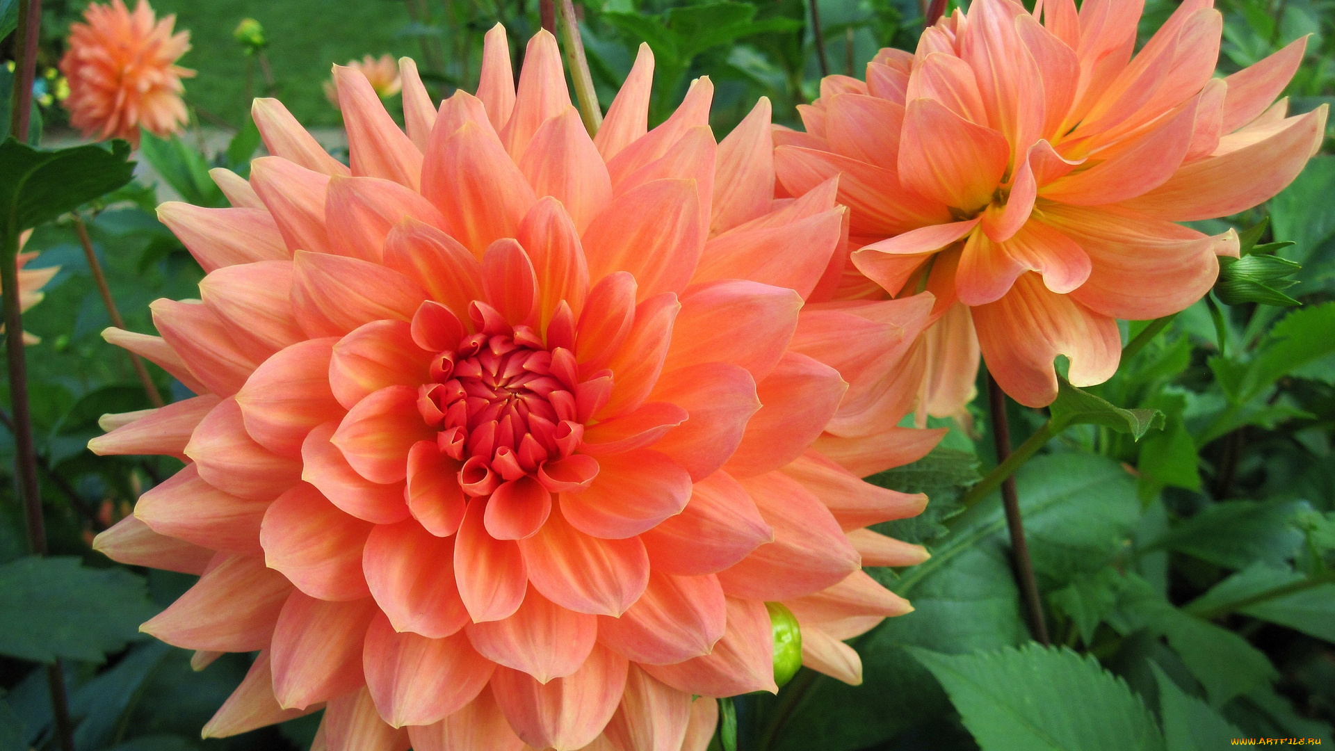 цветы, цветок