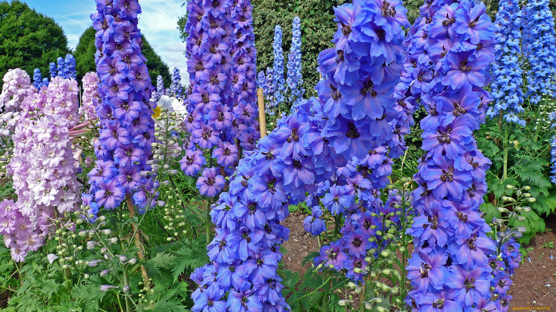 цветы, дельфиниум, цветок, синий