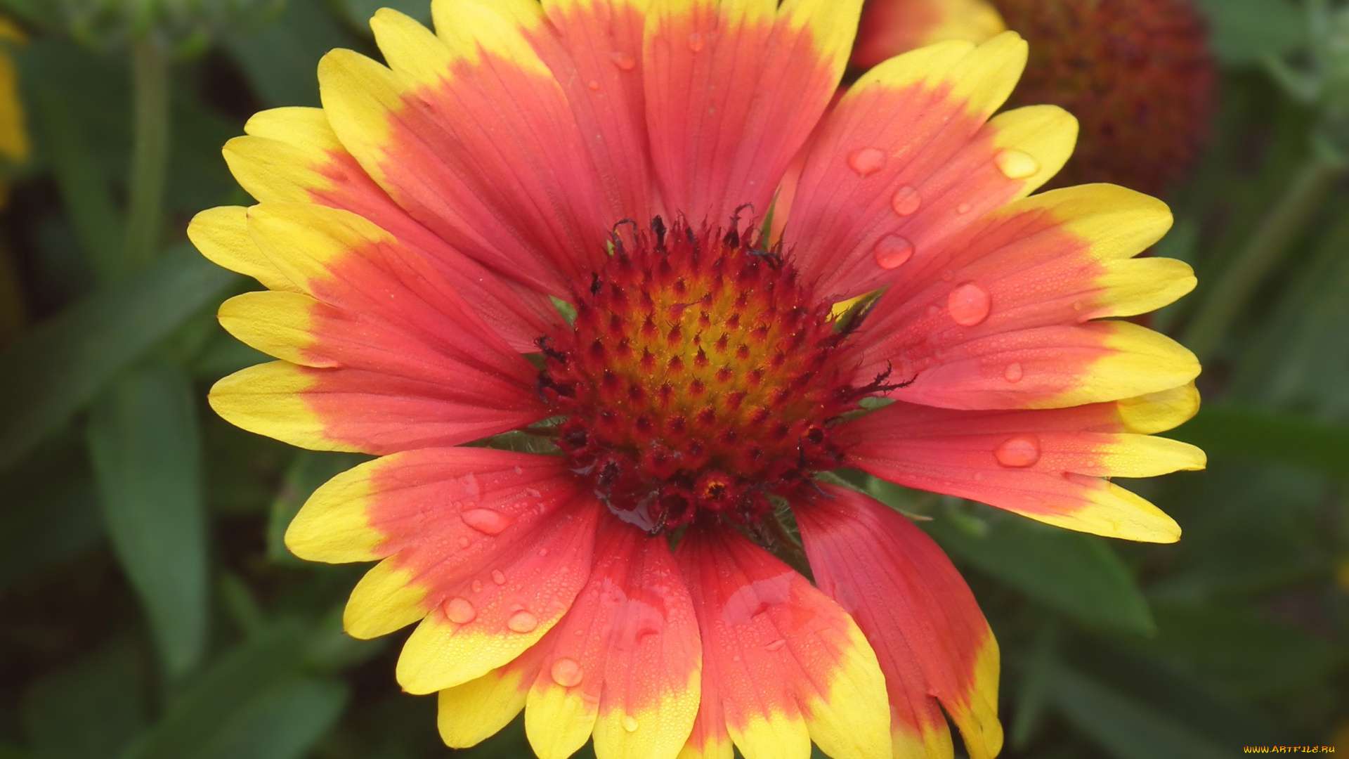 цветы, гайлардии, , гелениумы, макро, яркий, капли