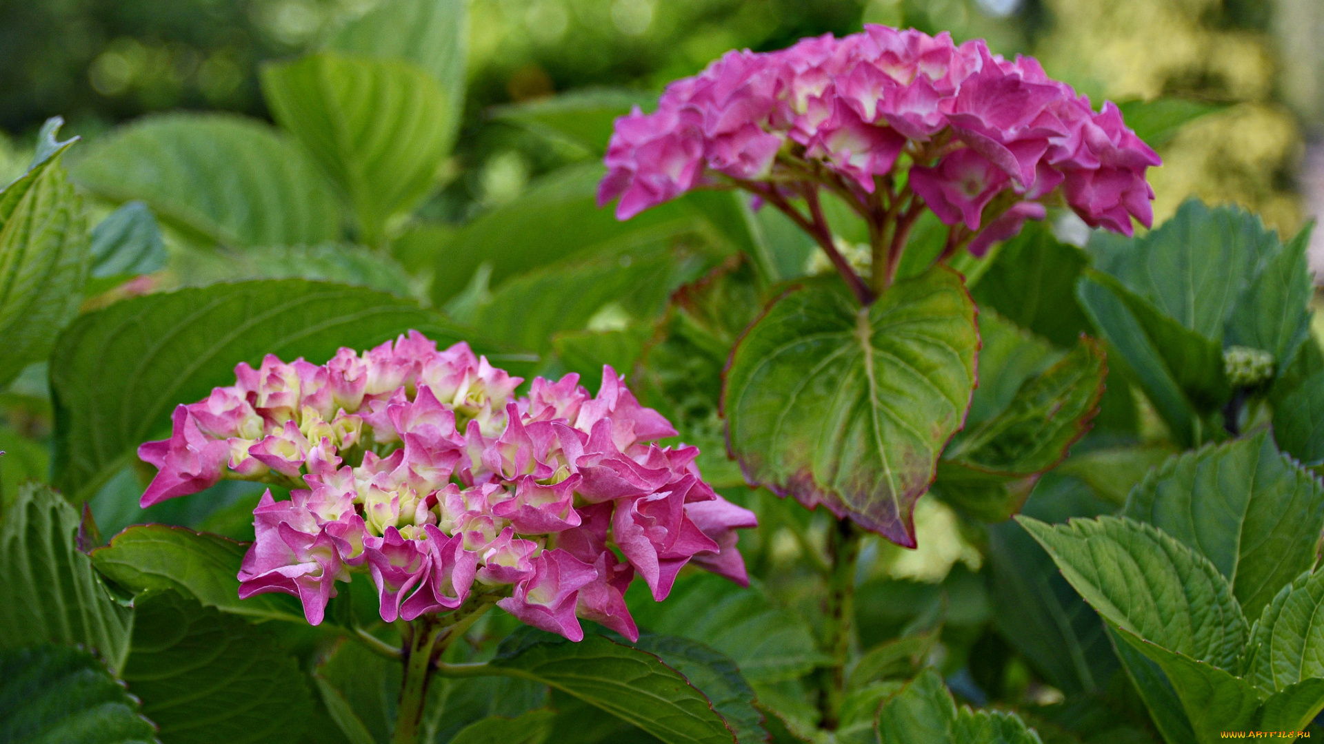 цветы, гортензия, куст, цветение, цвет