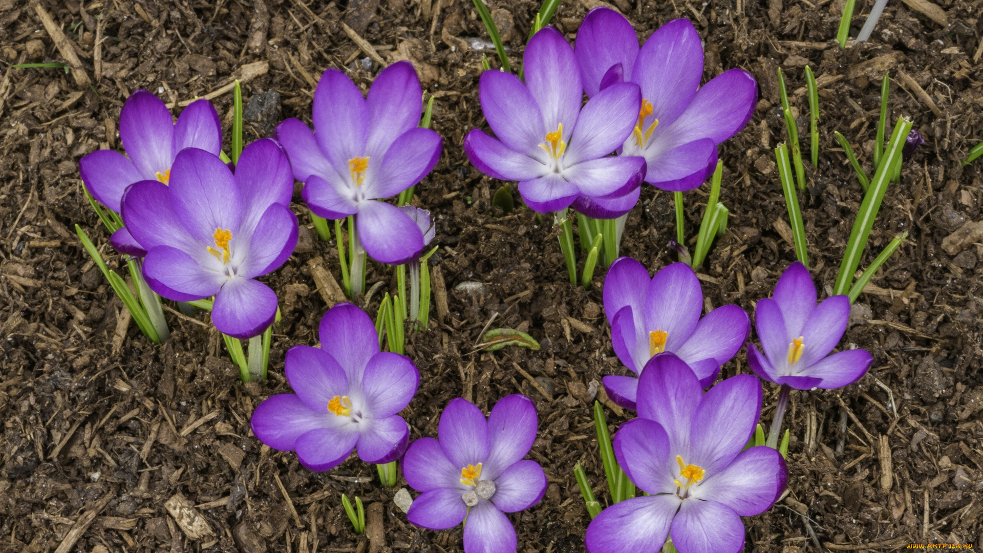 цветы, крокусы, цветок