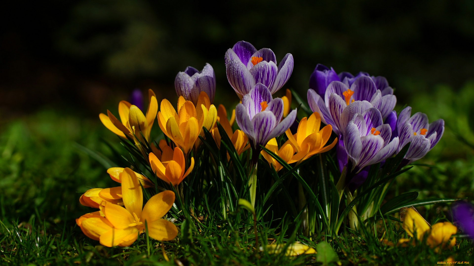 цветы, крокусы, разноцветные