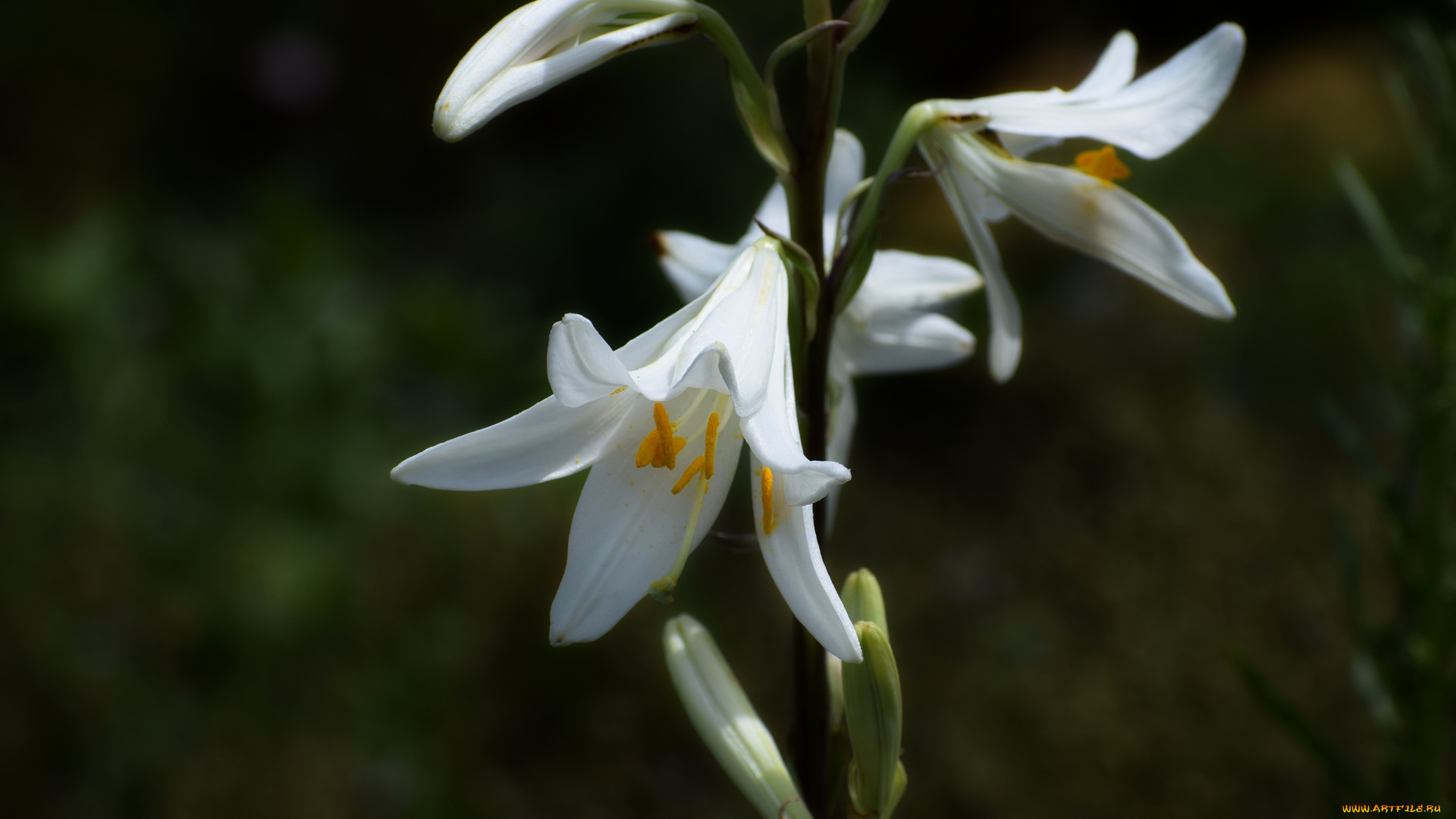 цветы, лилии, , лилейники, белый