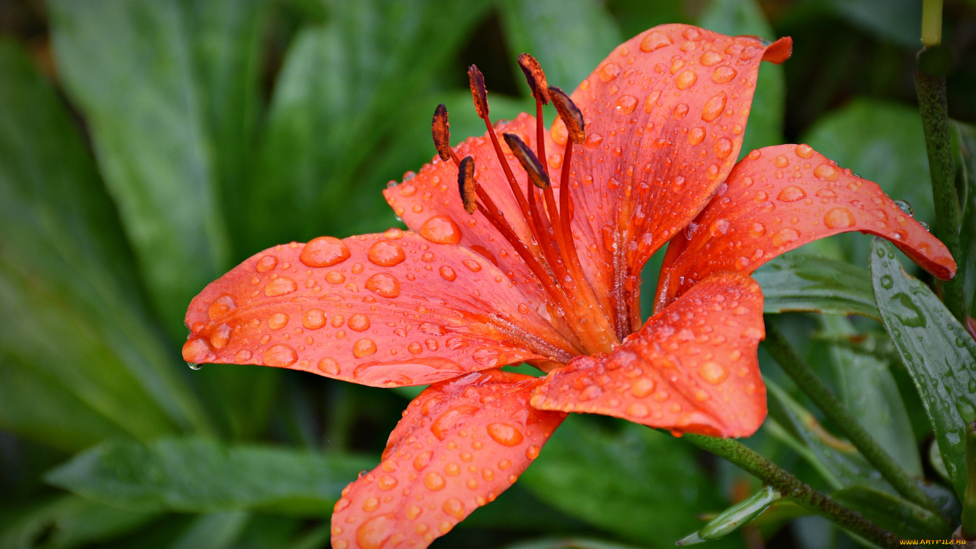 цветы, лилии, , лилейники, pink, lily, бутоны, цветение, blooms, buds