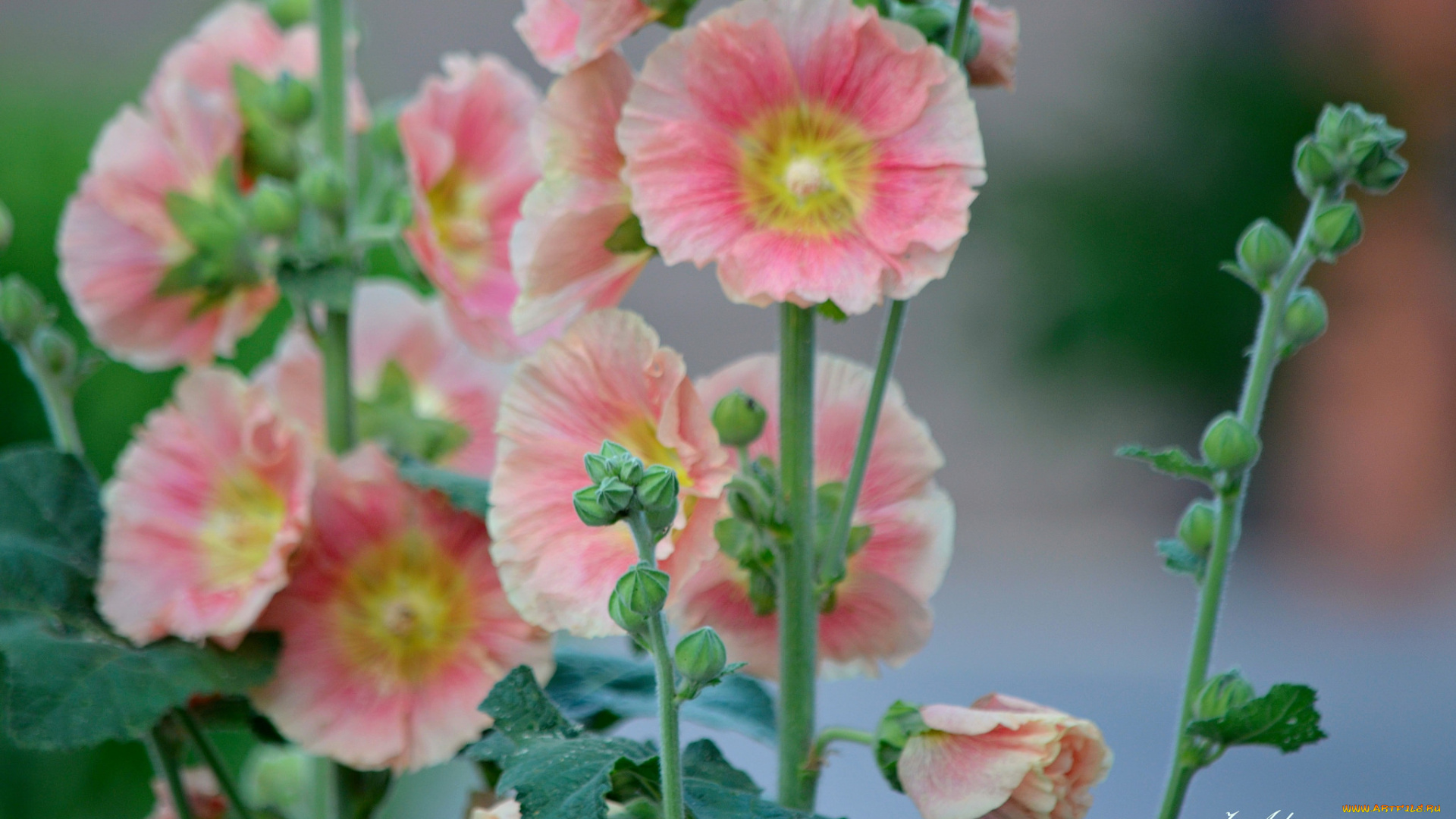 цветы, мальвы, мальва, цветение, листья