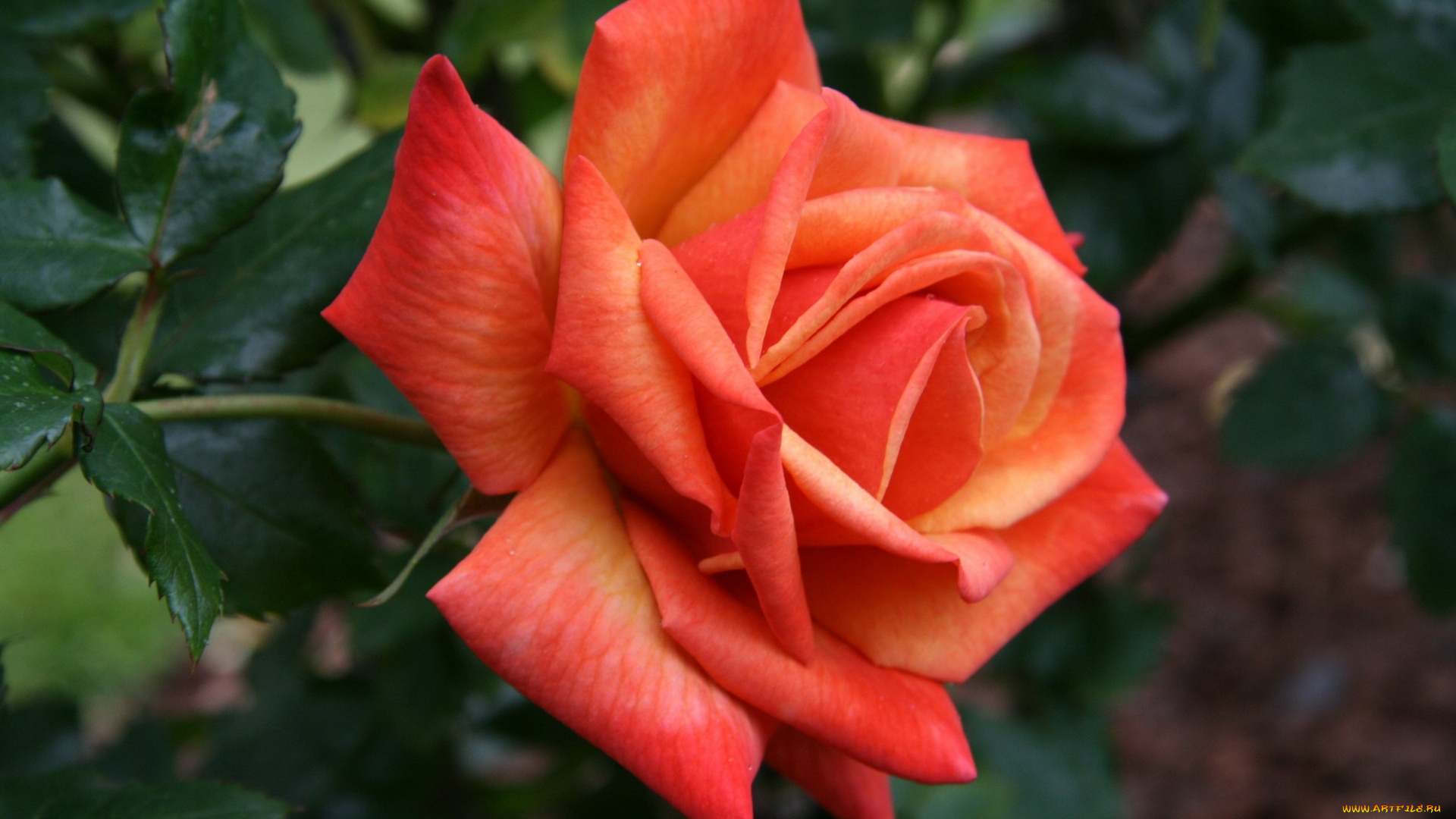 цветы, розы, цветок