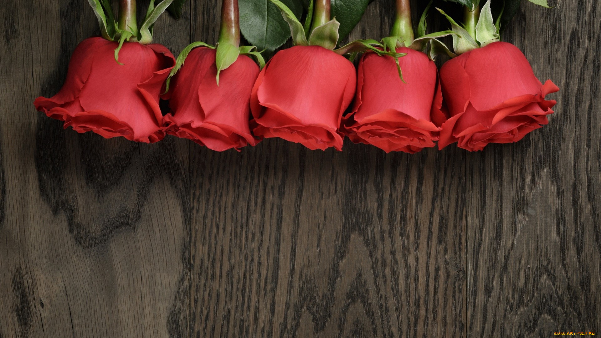 цветы, розы, цветок, красный