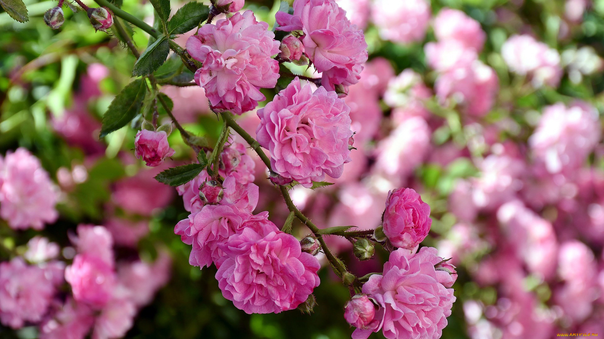 цветы, розы, розовый, ветка