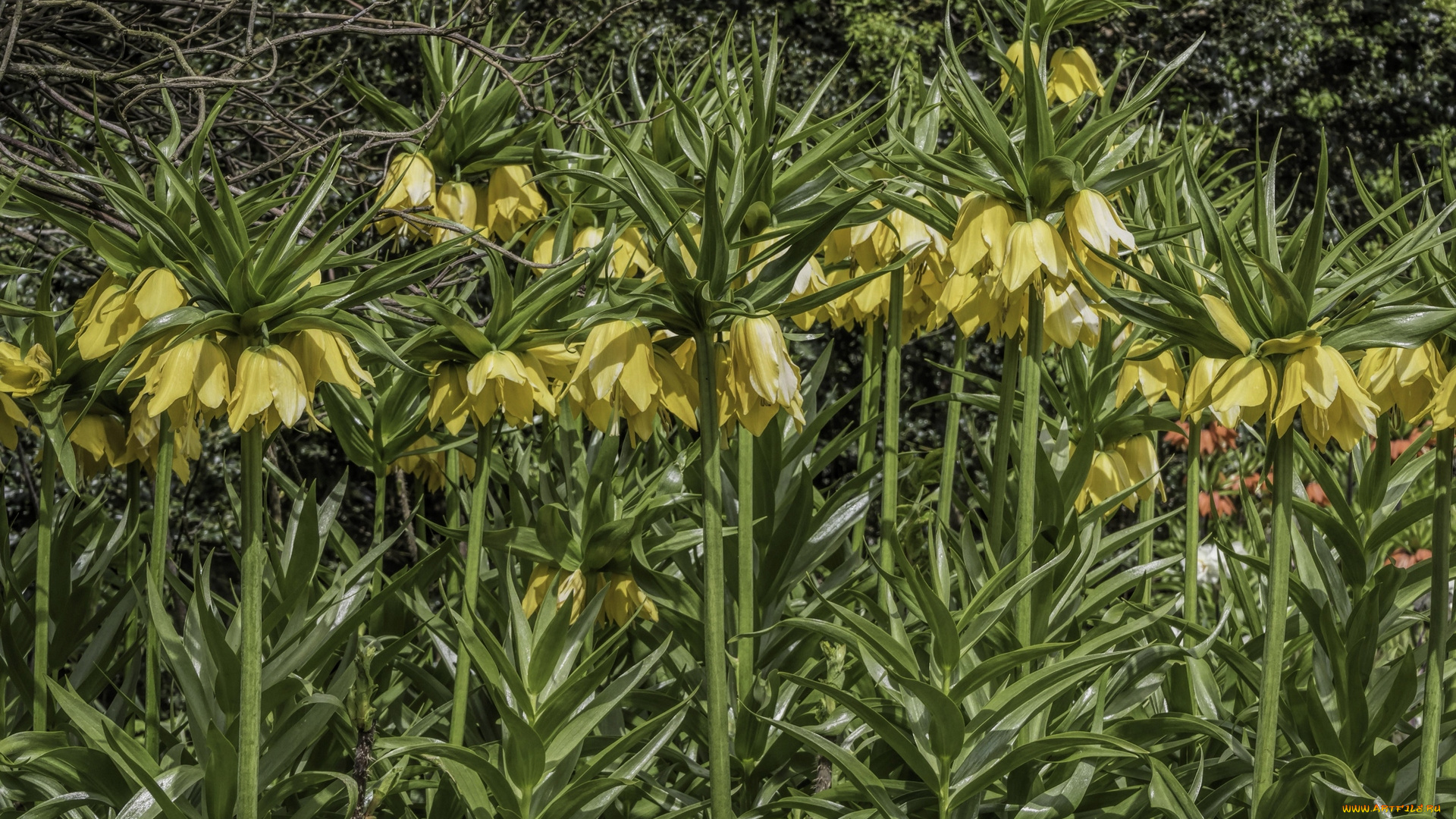 цветы, рябчики, цветок