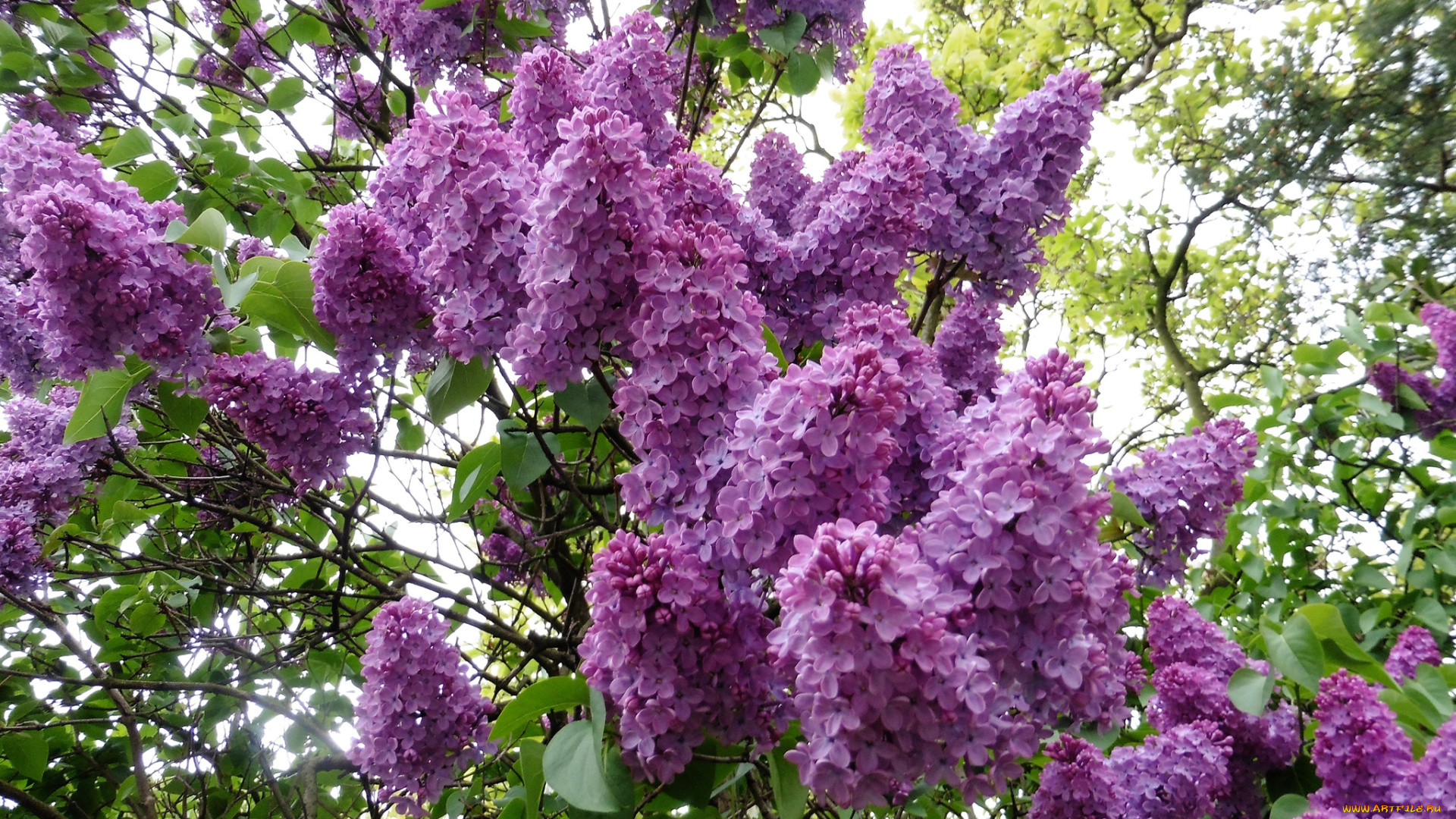 цветы, сирень, дерево