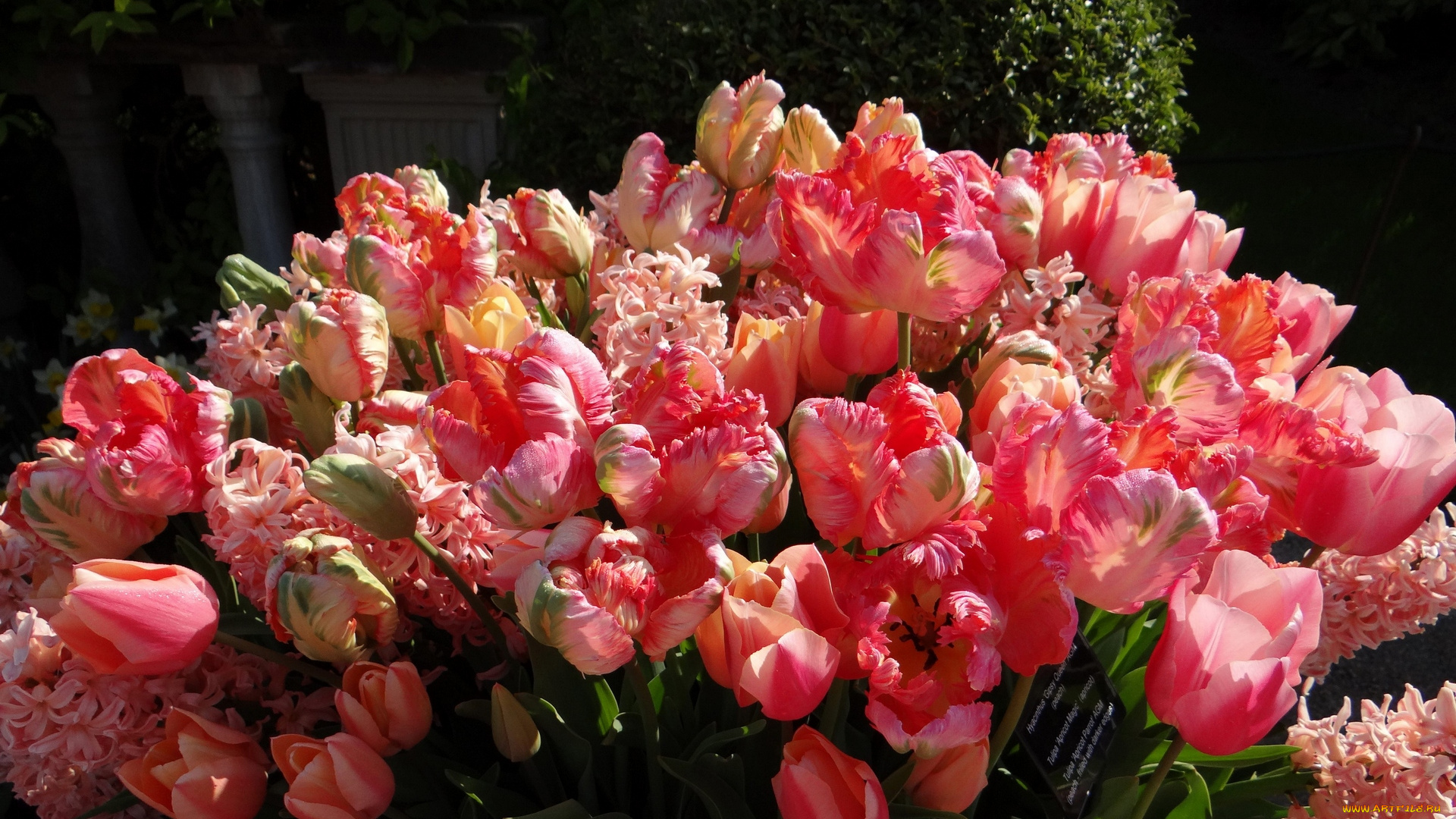 цветы, тюльпаны, цветок