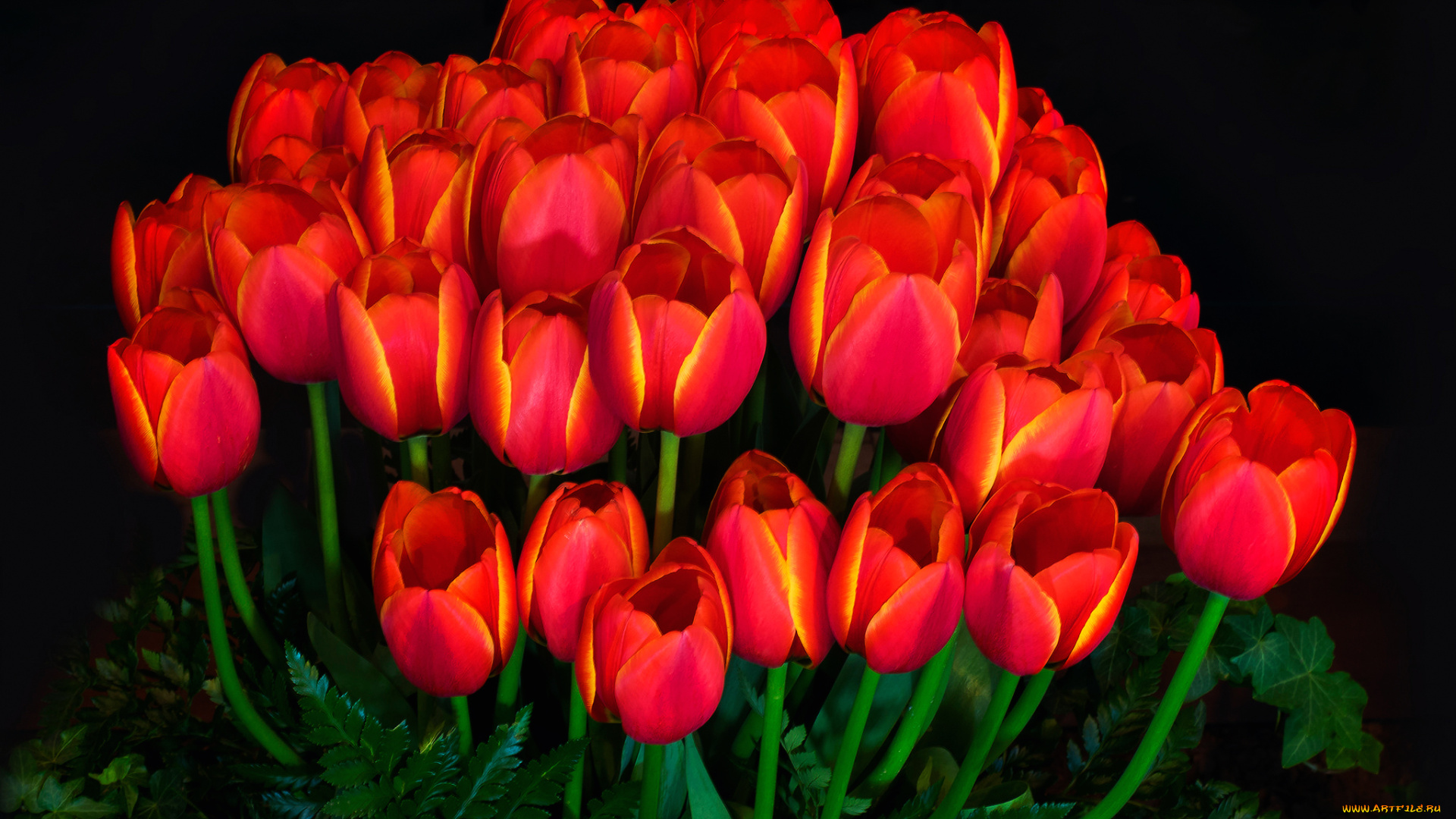 цветы, тюльпаны, лепестки, фон, свет