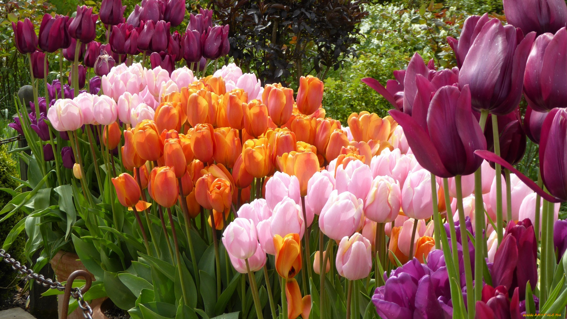 цветы, тюльпаны, разноцветные