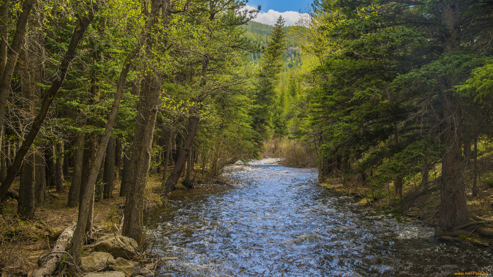 природа, реки, озера, лес, река