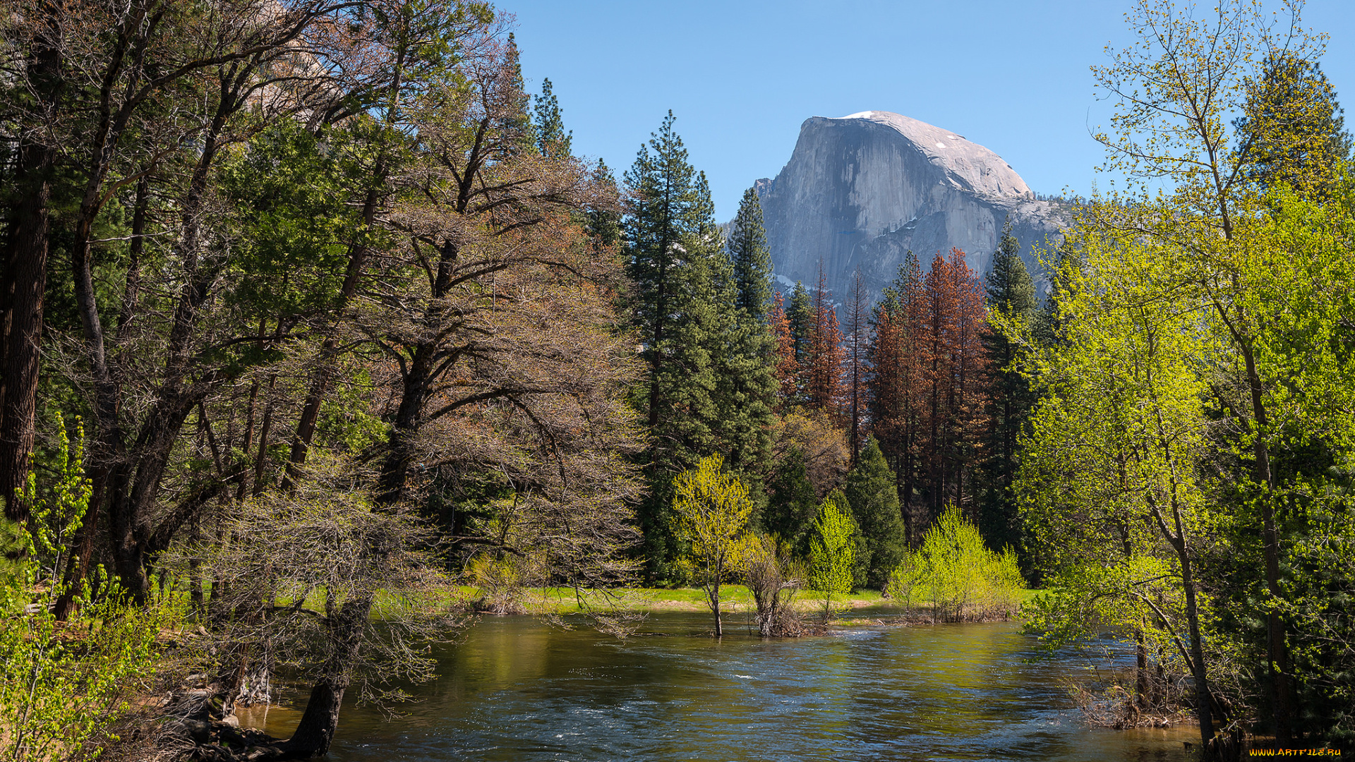 природа, реки, озера, лес, река