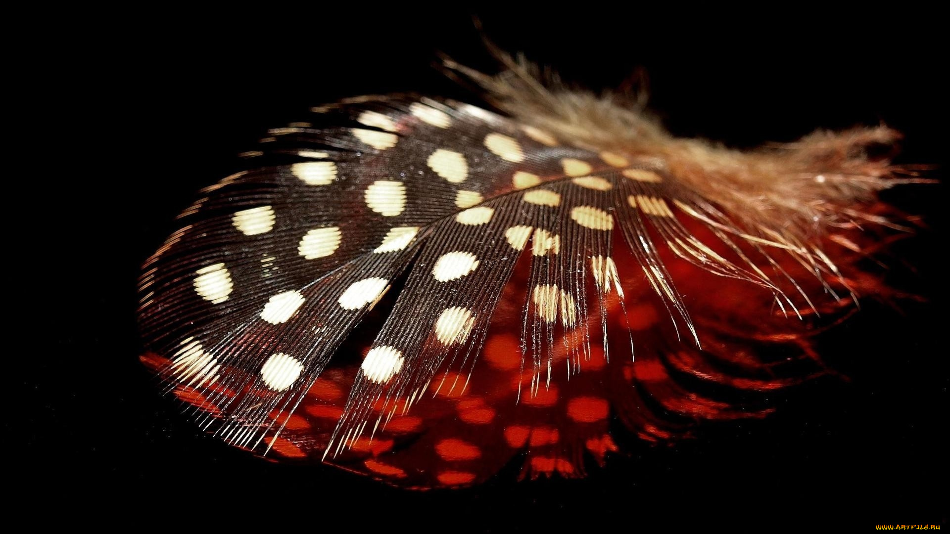 разное, перья, макро, крапинки