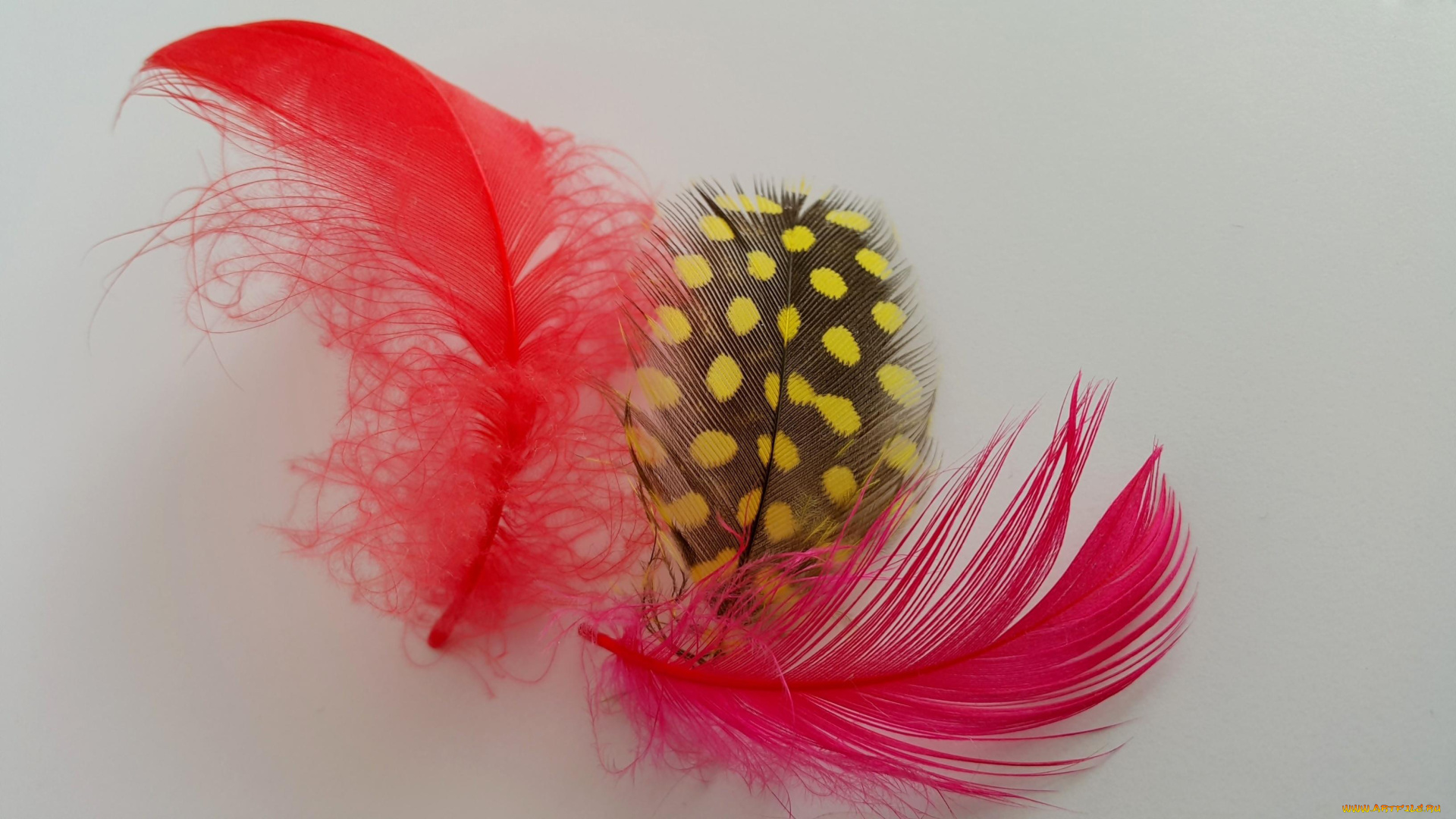 разное, перья, розовый, красный, крапинки