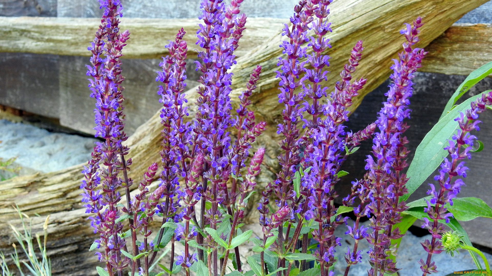 шалфей, цветы