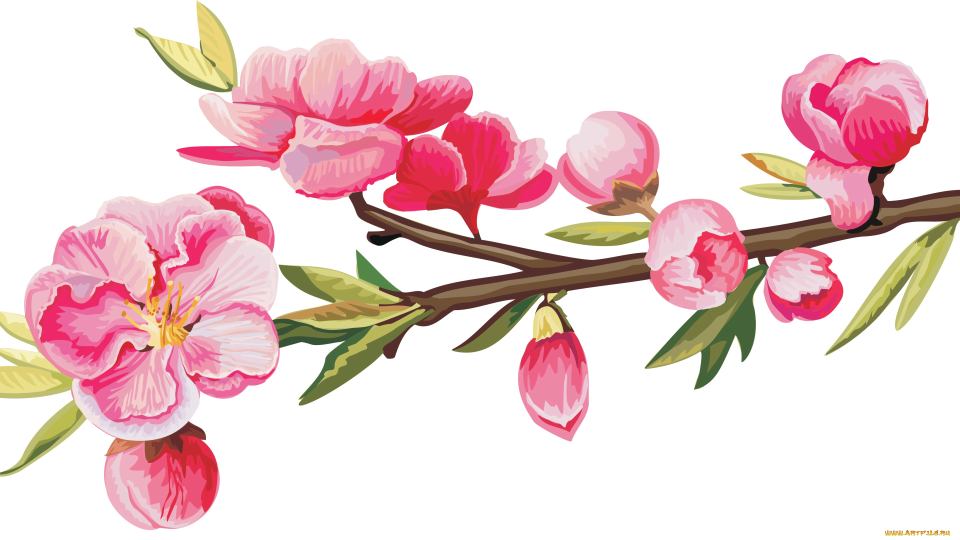 векторная, графика, цветы, , flowers, цветы, ветка