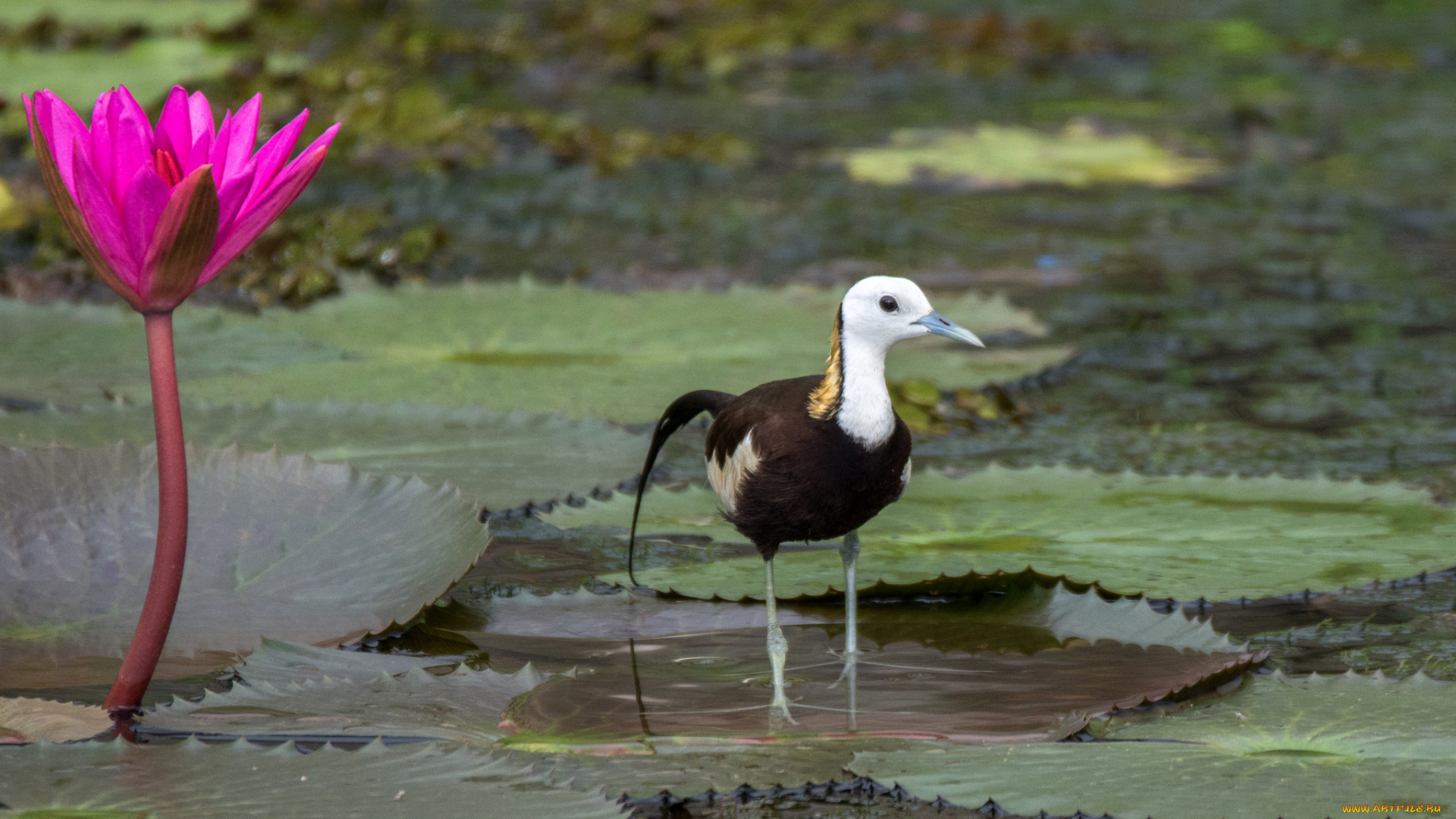 животные, цапли, , выпи, вода, ноги, листья, перья, цапля