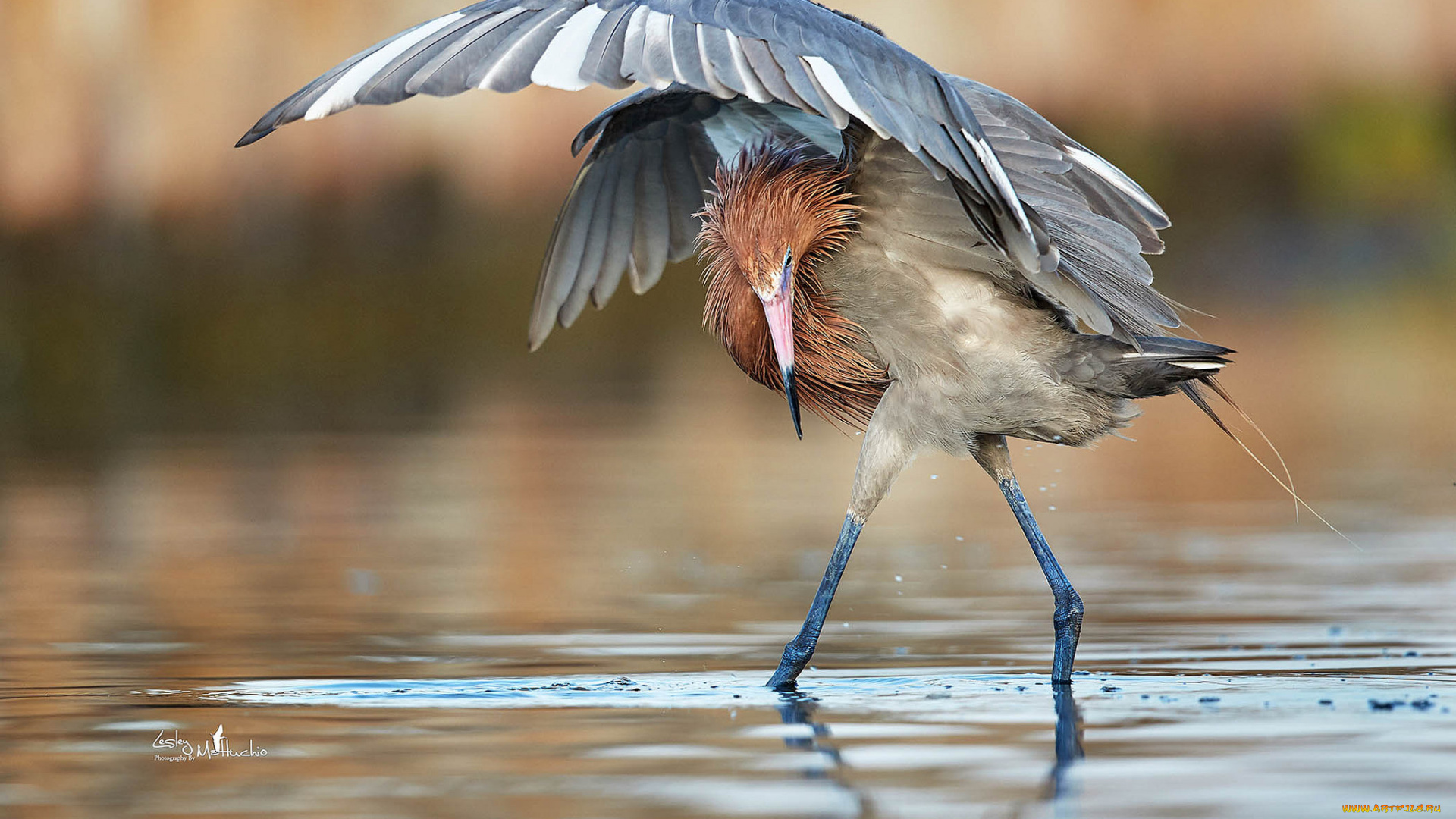животные, цапли, , выпи, вода, птица, перья, ноги, цапля