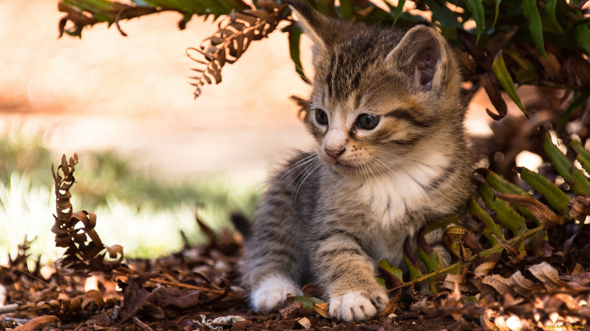 животные, коты, малыш, листья, котёнок