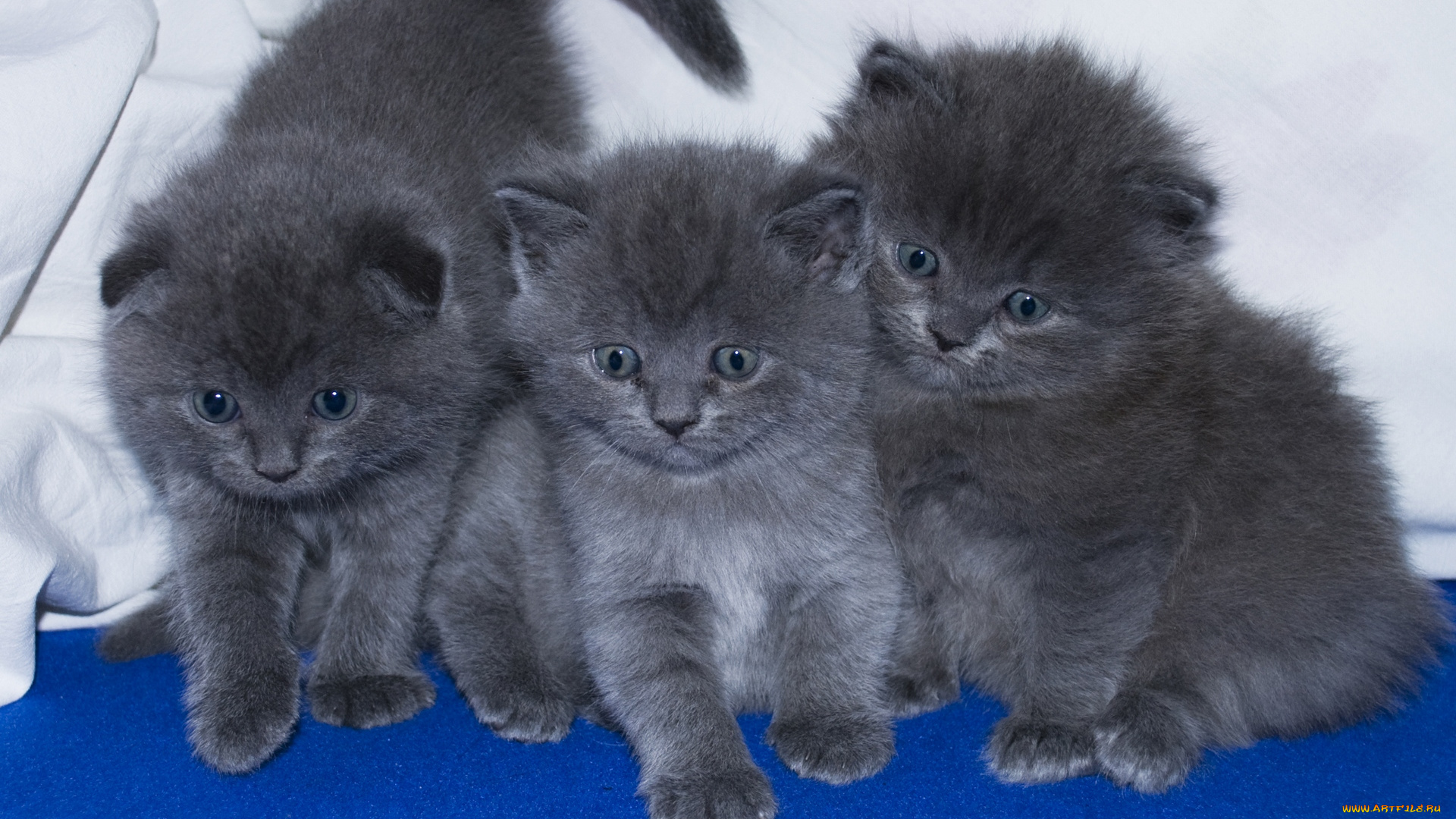 животные, коты, трое, серый