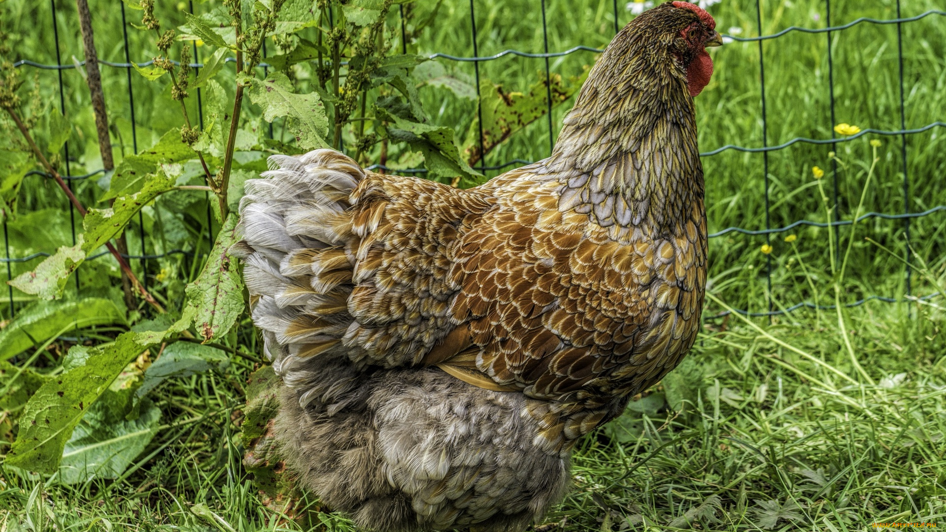 животные, куры, , петухи, трава
