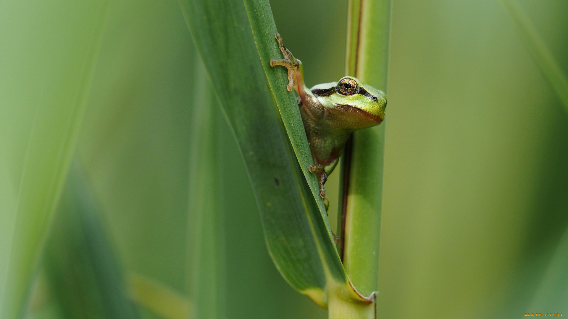животные, лягушки, окрас, лист, лягушка, фон