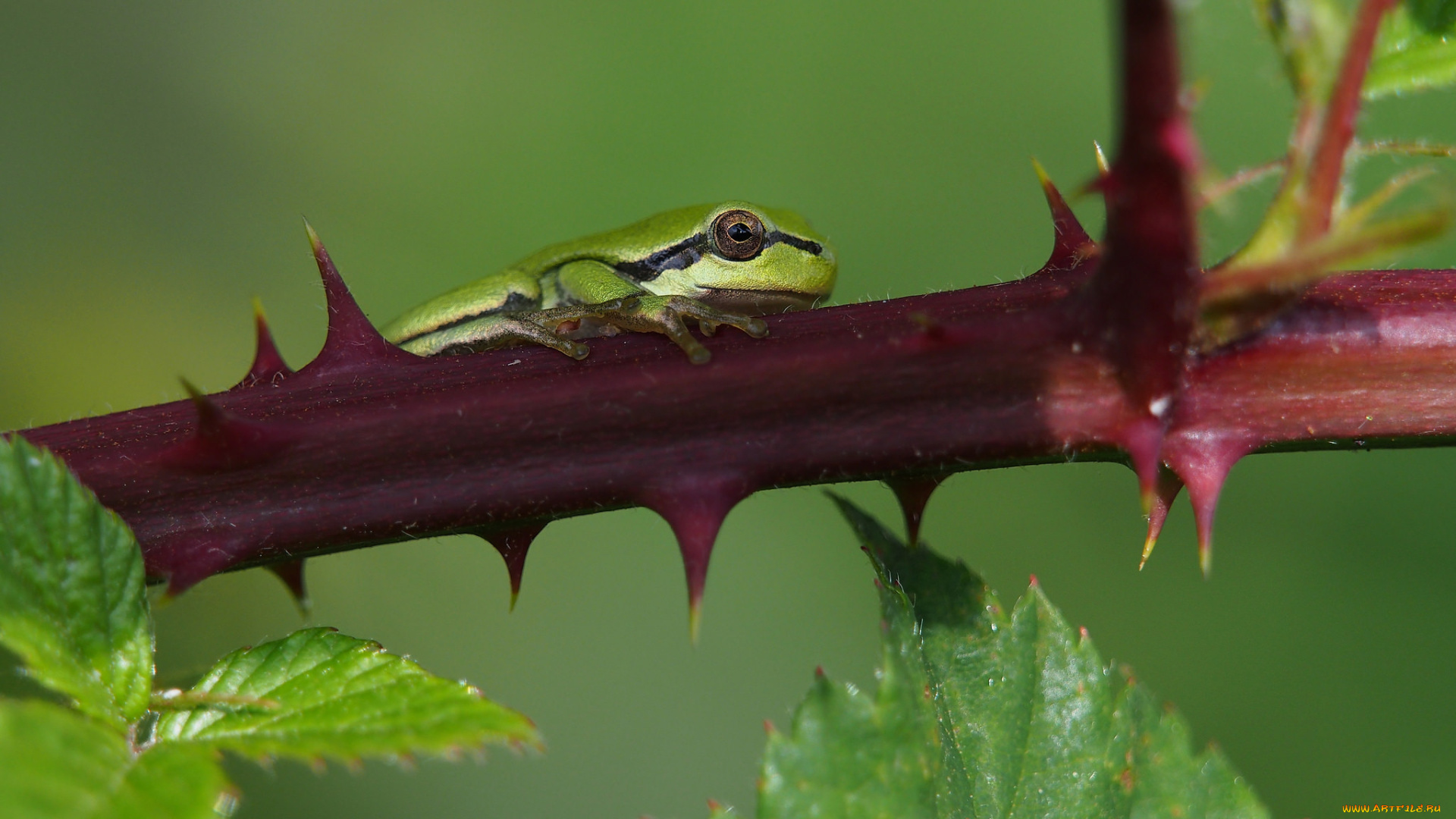 животные, лягушки, вода, окрас, лягушка