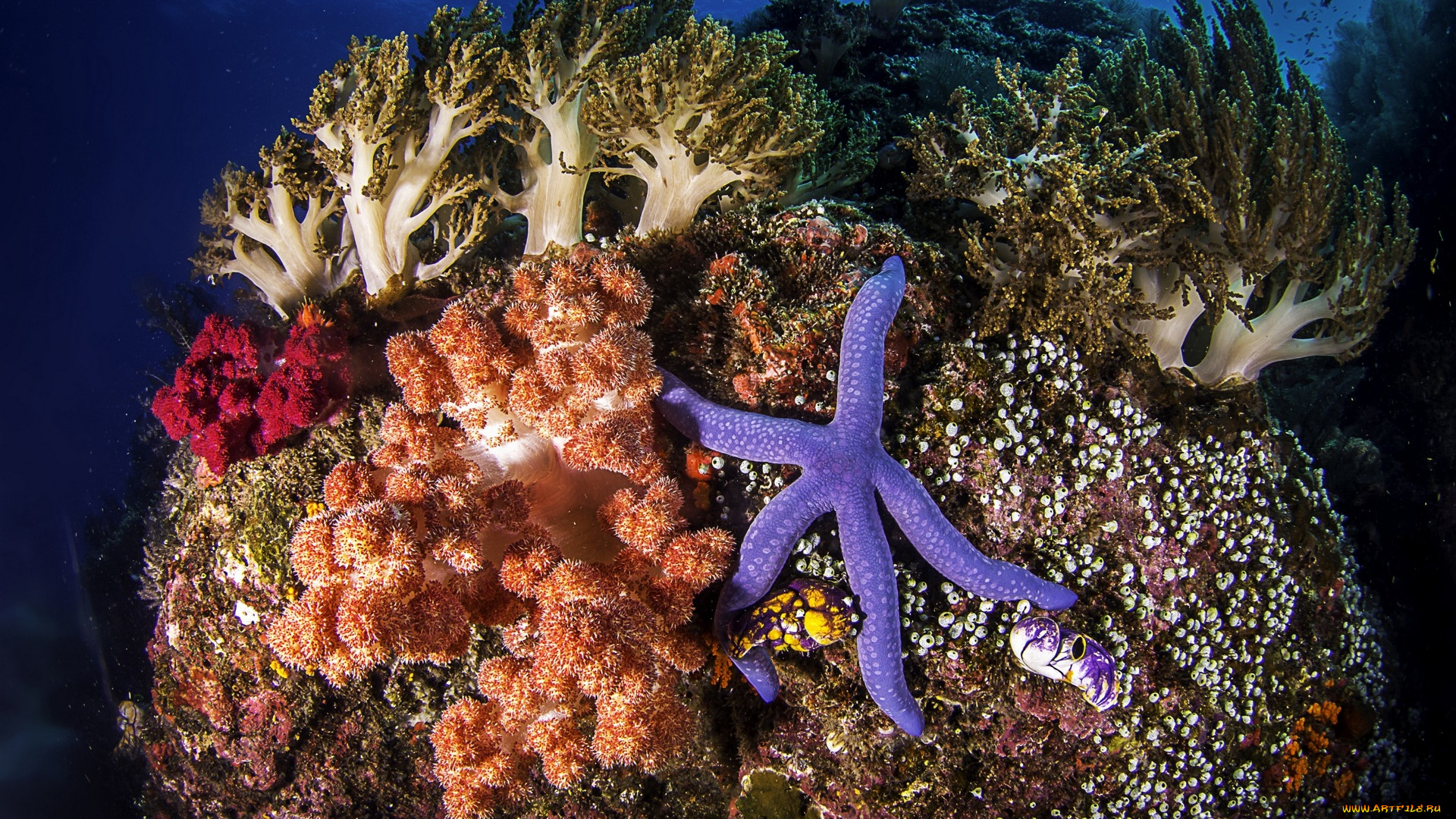 животные, морские, звёзды, кораллы, морская, звезда, море