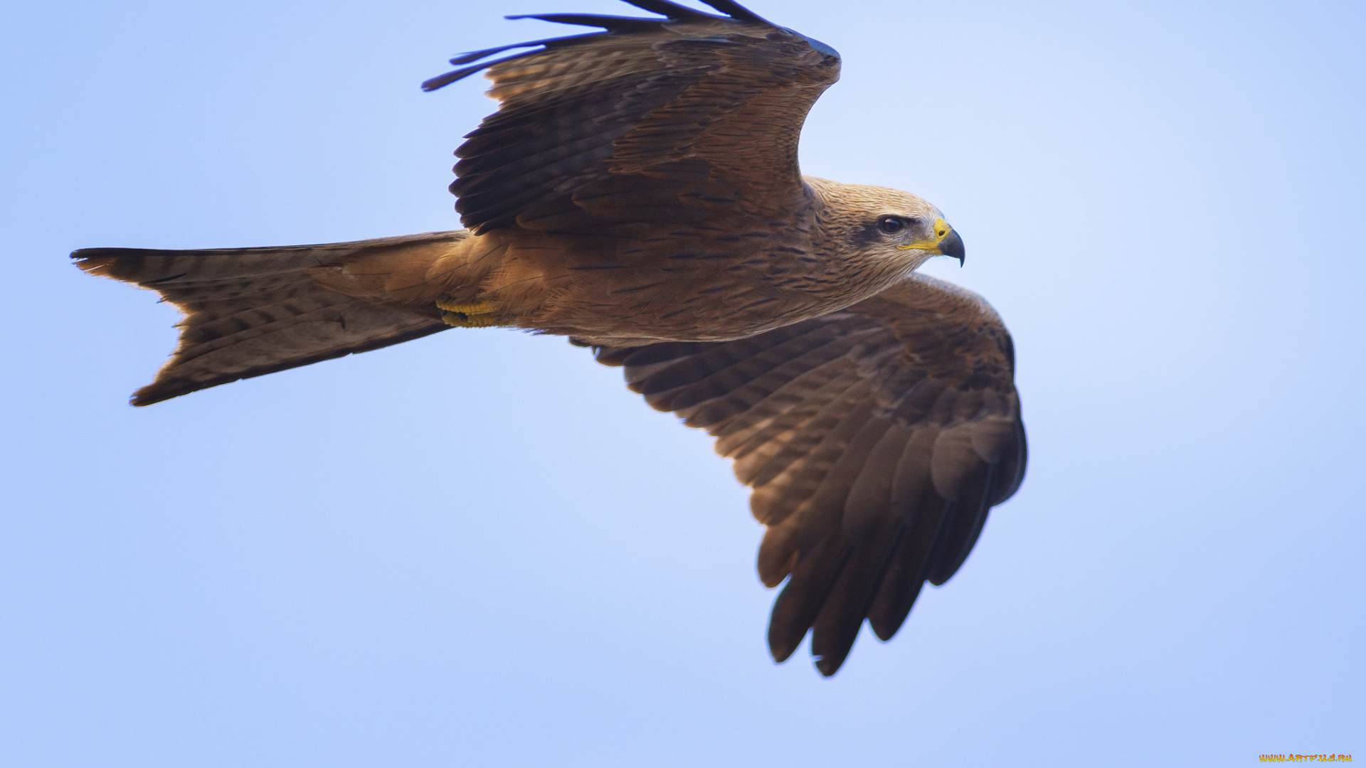 животные, птицы, -, хищники, black, kite, хищник, чёрный, коршун, milvus, migrans, небо, взмах, птица, фон, голубое, крылья, полёт