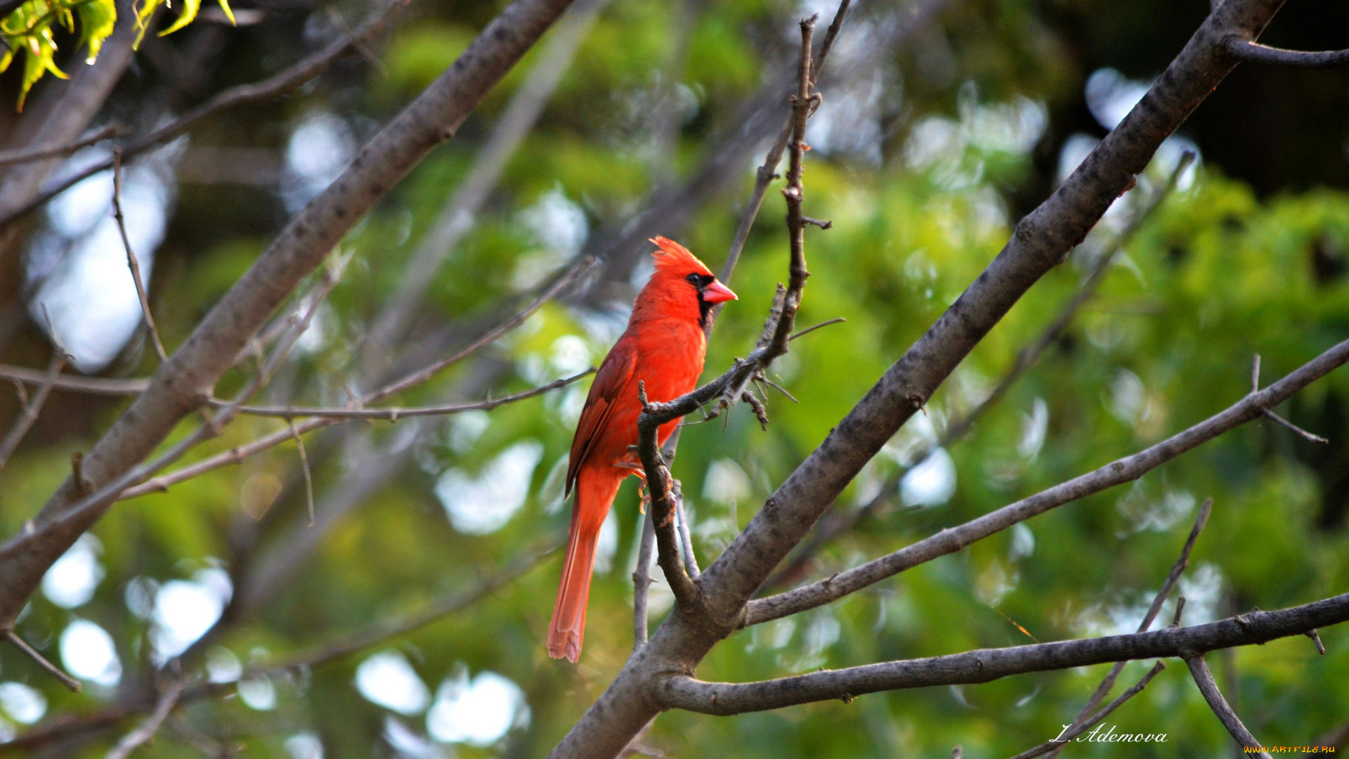 животные, птицы, клюв, птица, перья