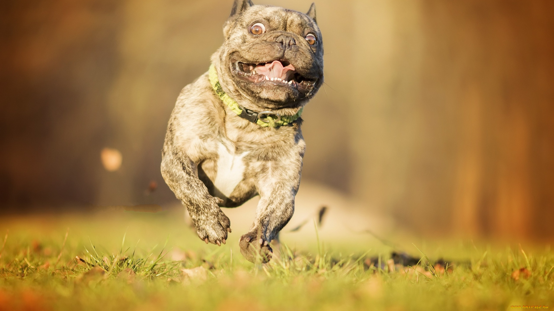 животные, собаки, дог, бег, трава