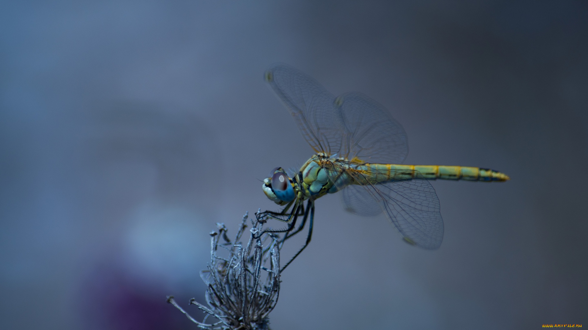 животные, стрекозы, природа, крылья, стрекоза, насекомое