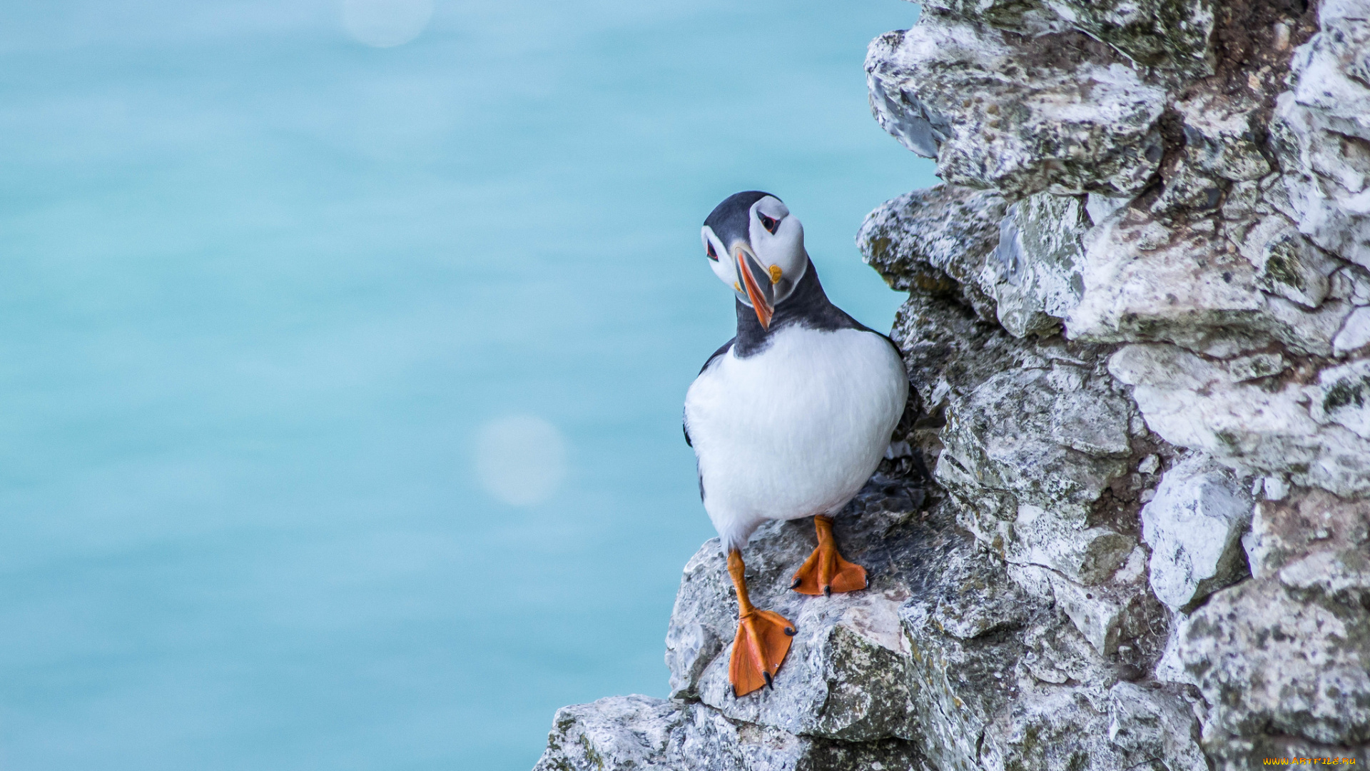 животные, тупики, тупик, птица, перья, окрас