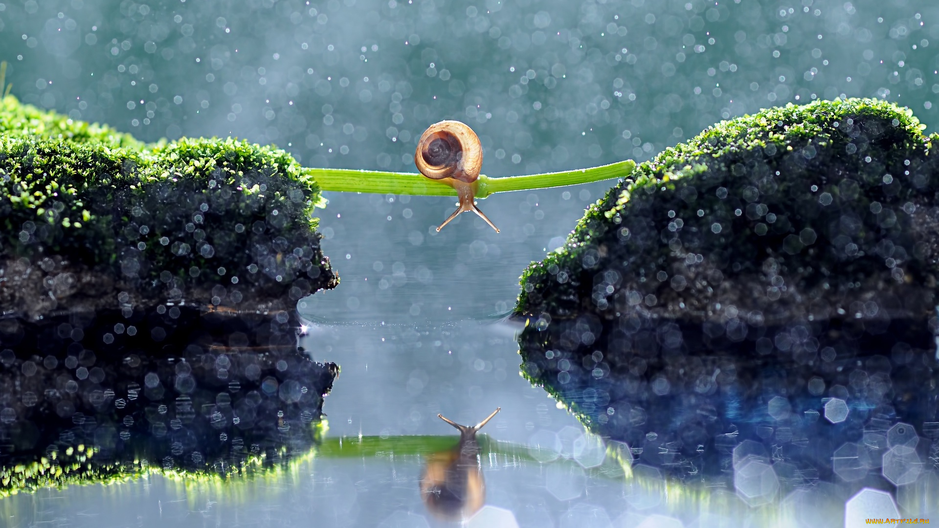 животные, улитки, отражение, вода, стебель, улитка