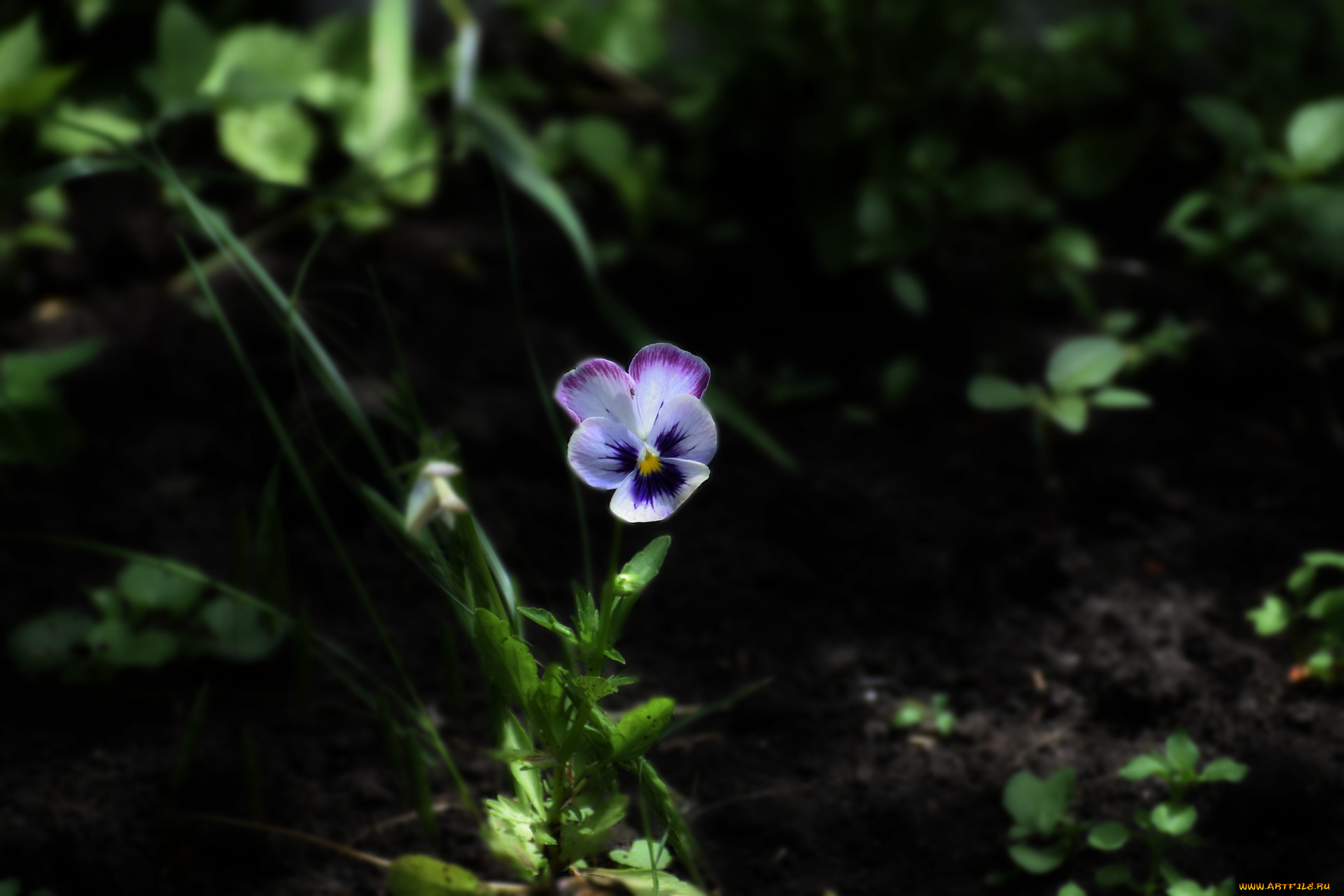 цветы, анютины, глазки, , садовые, фиалки, цветок