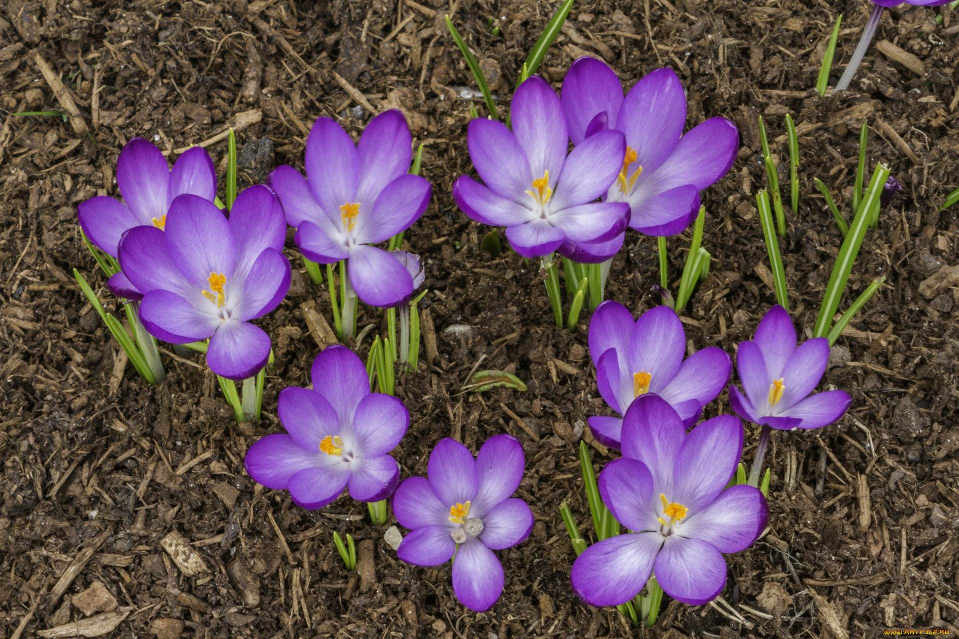 цветы, крокусы, цветок