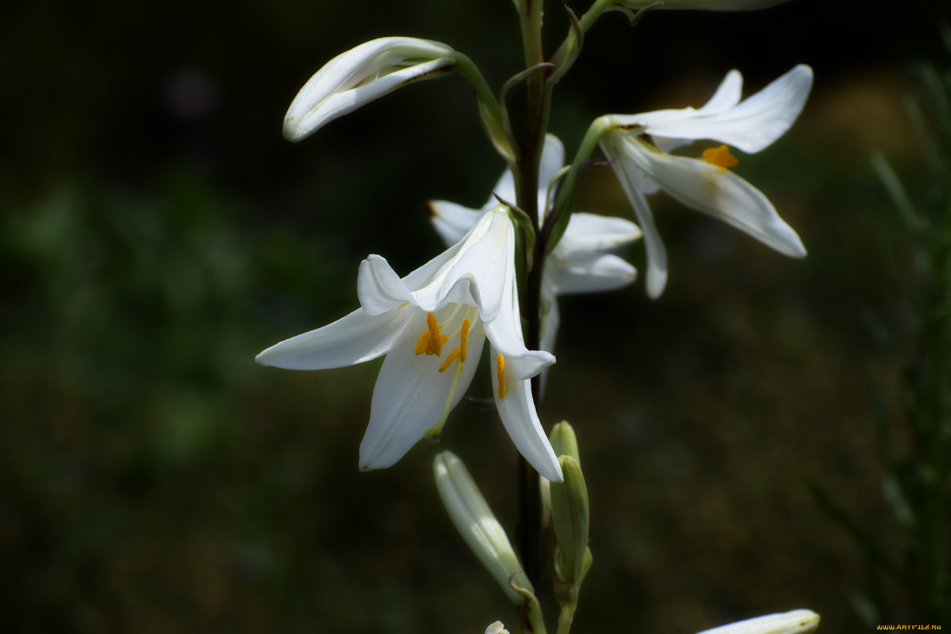 цветы, лилии, , лилейники, белый