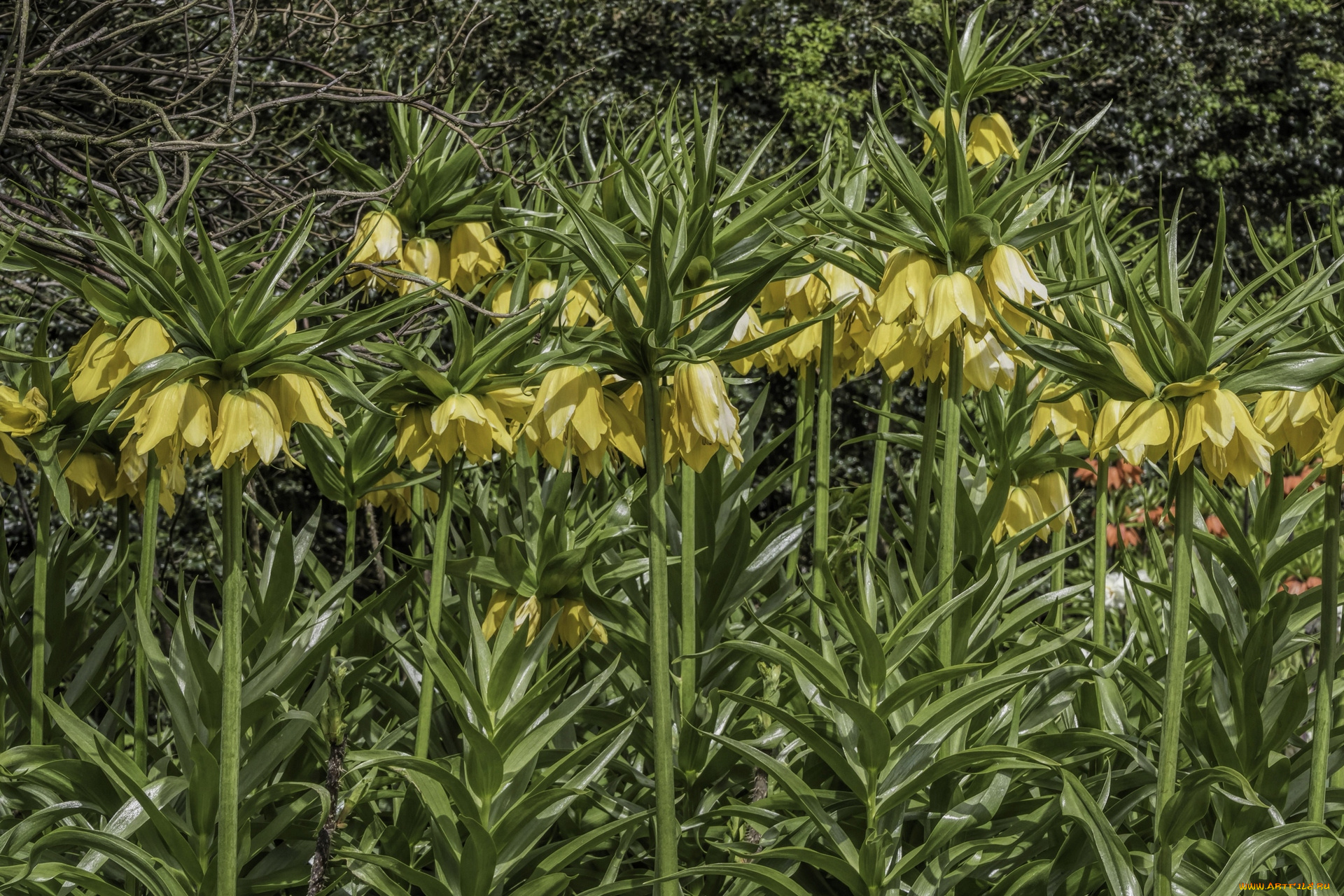 цветы, рябчики, цветок