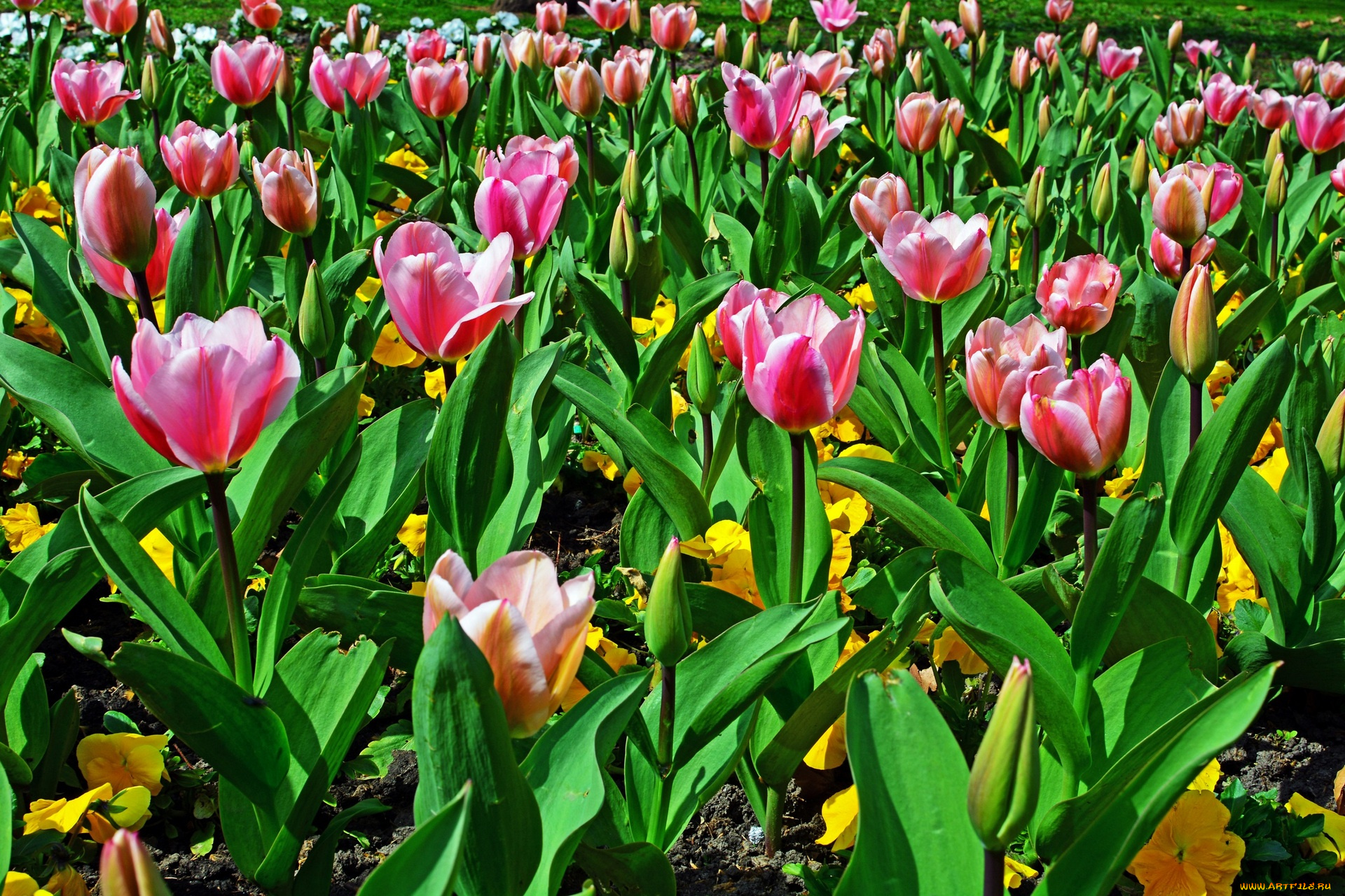 цветы, тюльпаны, розовые, цветки