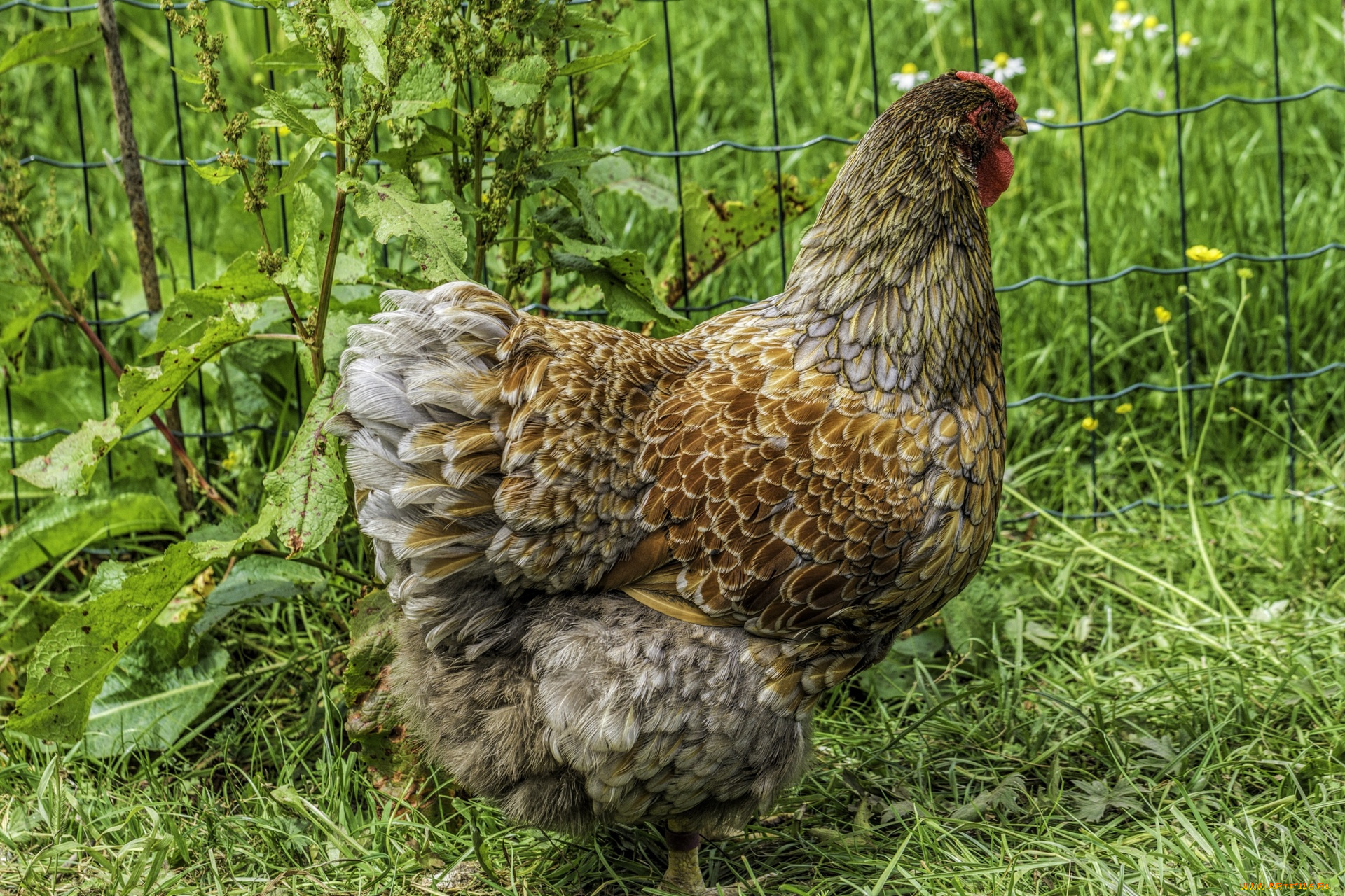 животные, куры, , петухи, трава