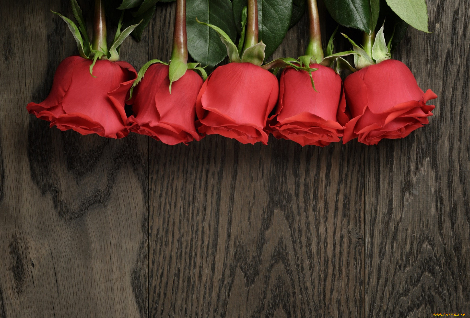 цветы, розы, цветок, красный