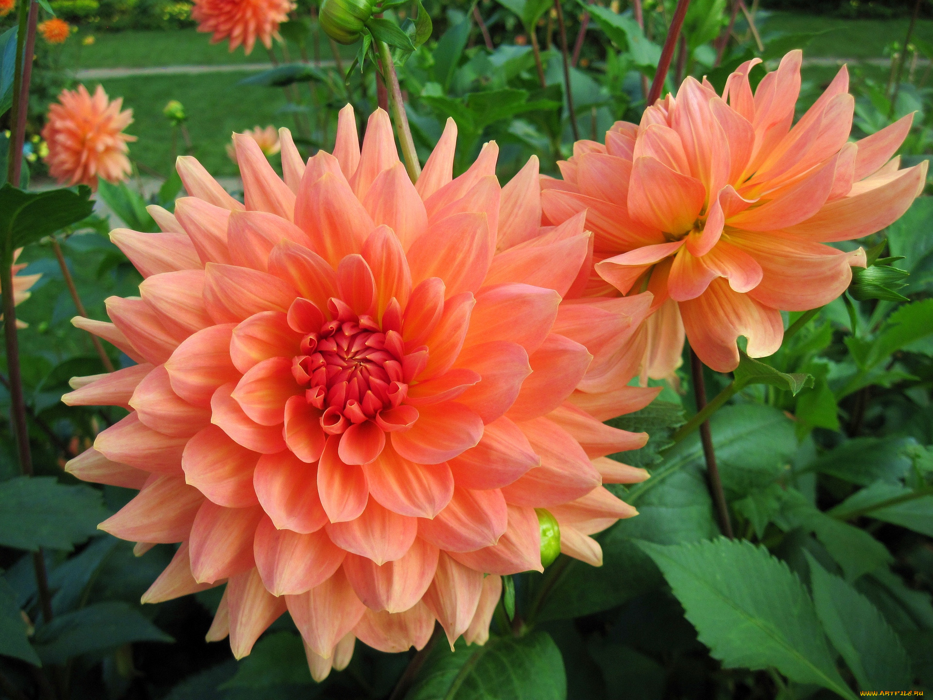 цветы, цветок